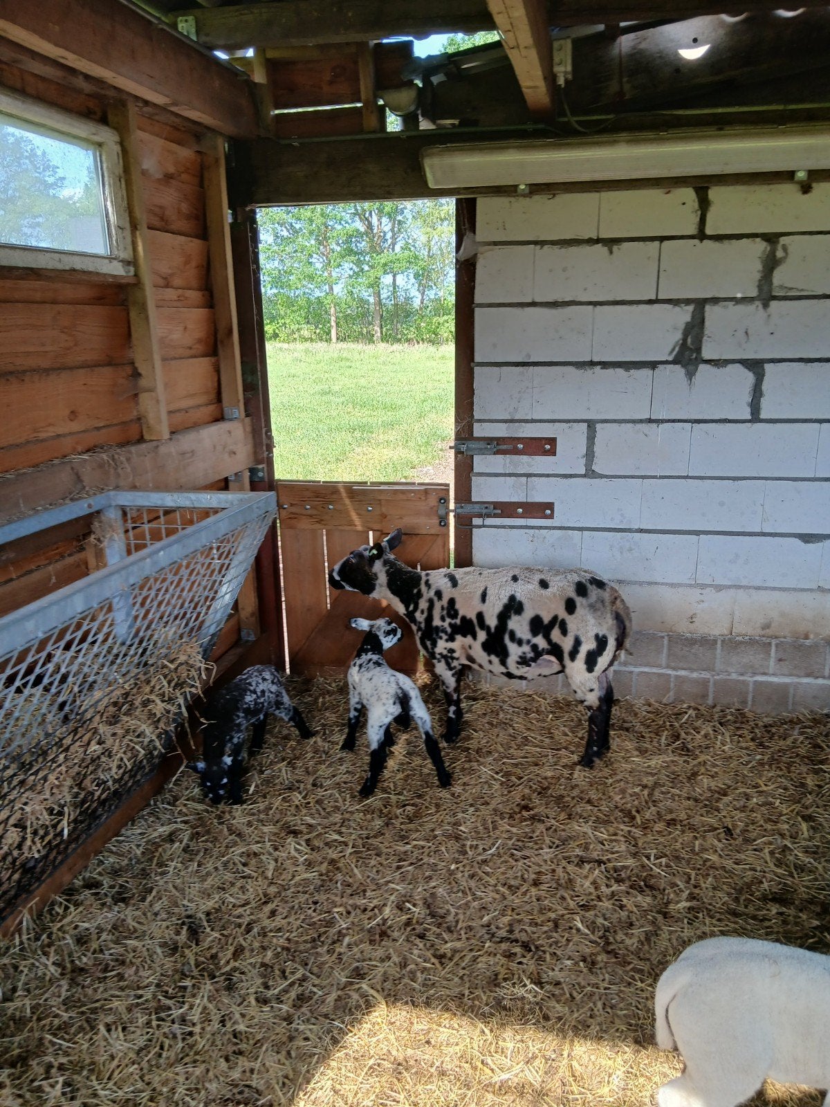 Bonte ooi met 2 lammeren, Dieren en Toebehoren, Vrouwelijk, Schaap