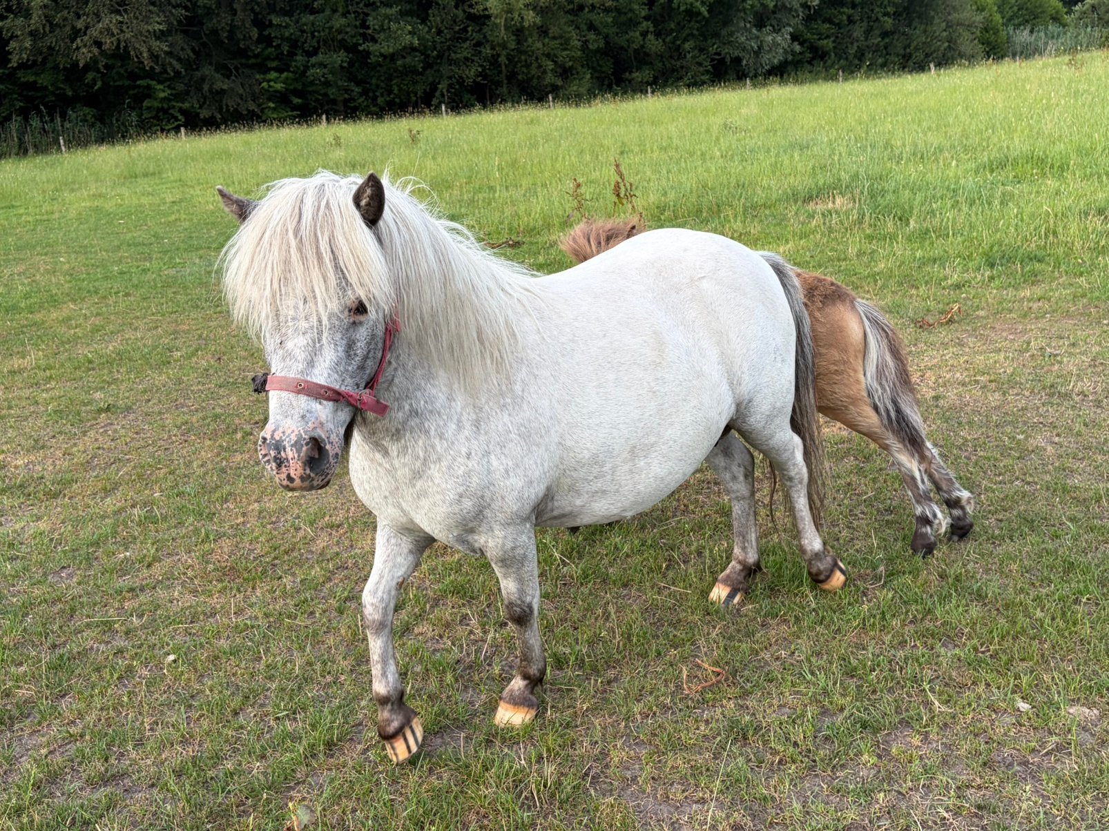 Mini merries met veulens, Merrie, A pony (tot 1.17m), 0 tot 2 jaar