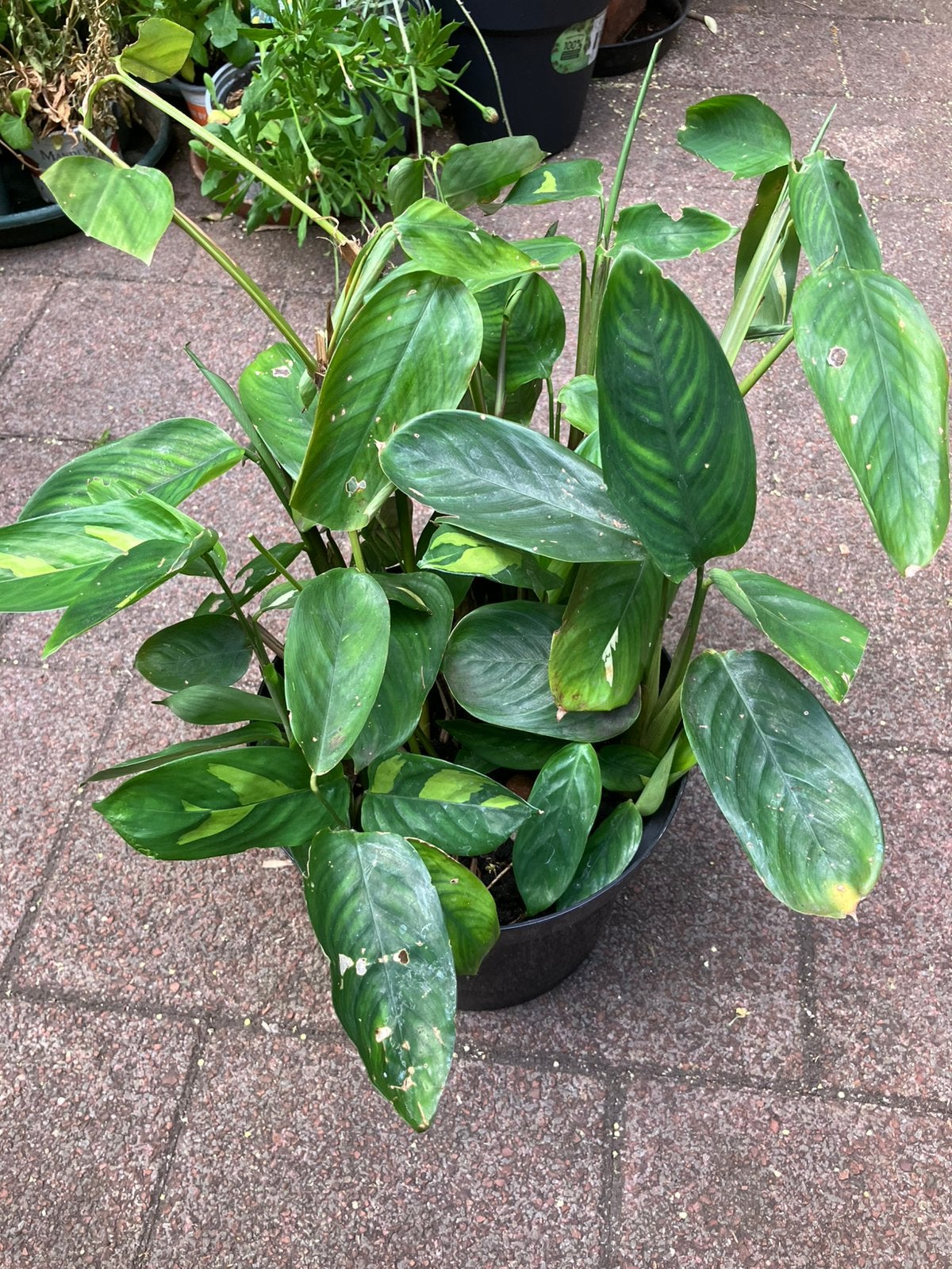 Kamerplant, Huis en Inrichting, Kamerplanten, Ophalen, Halfschaduw, Minder dan 100 cm
