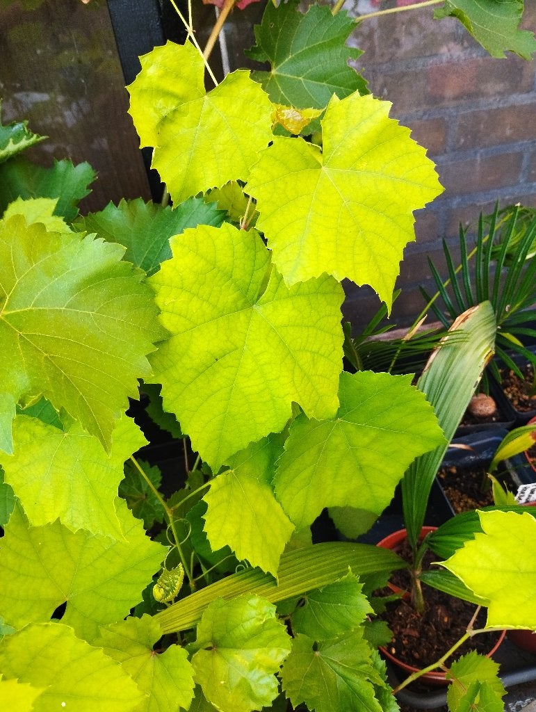 Goed gewortelde druivenplanten – witte en blauwe druiven, Tuin en Terras, Planten | Tuinplanten, Ophalen, Vaste plant, Overige soorten