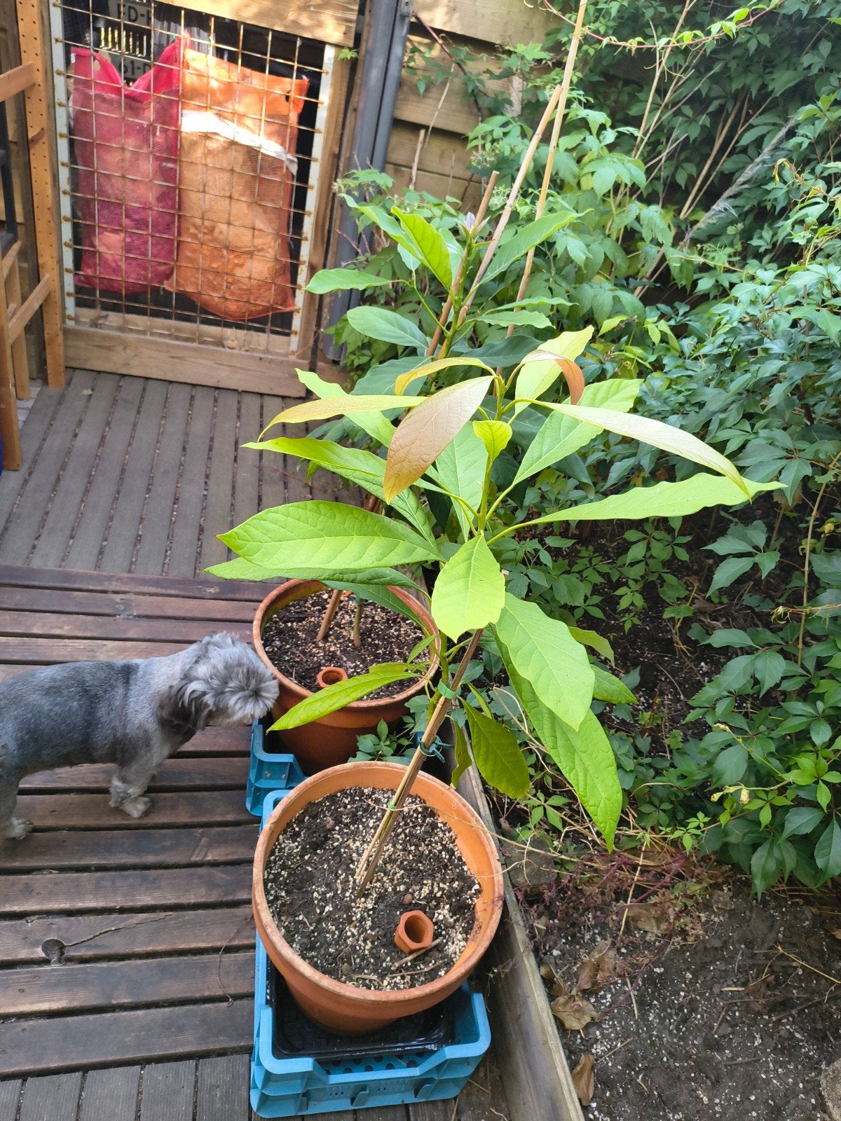 Avocado planten - 2 stuks, Ophalen, Overige soorten, Volle zon