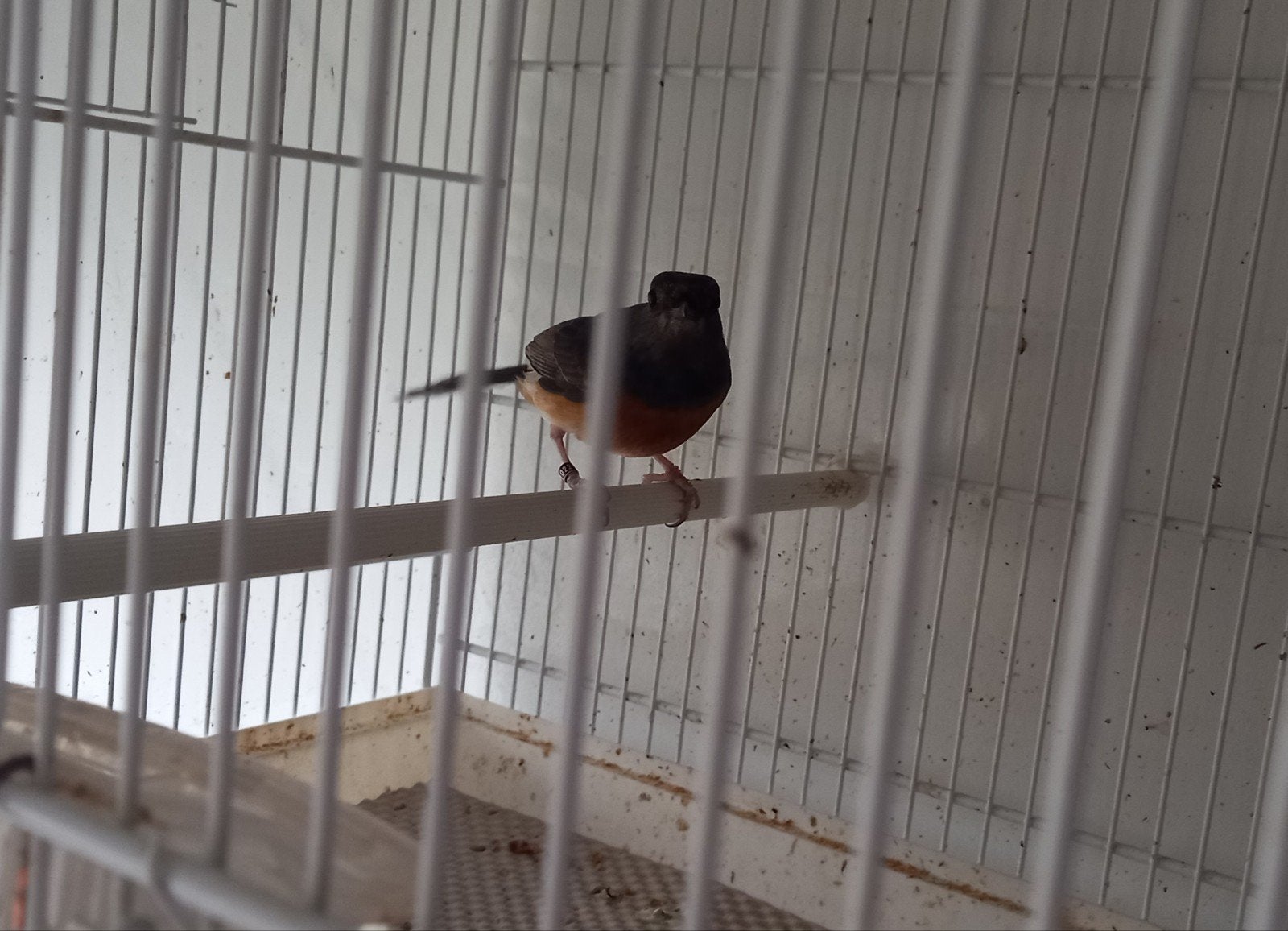 schamalijster pop, Dieren en Toebehoren, Vogels | Overige Vogels, Vrouwelijk, Geringd