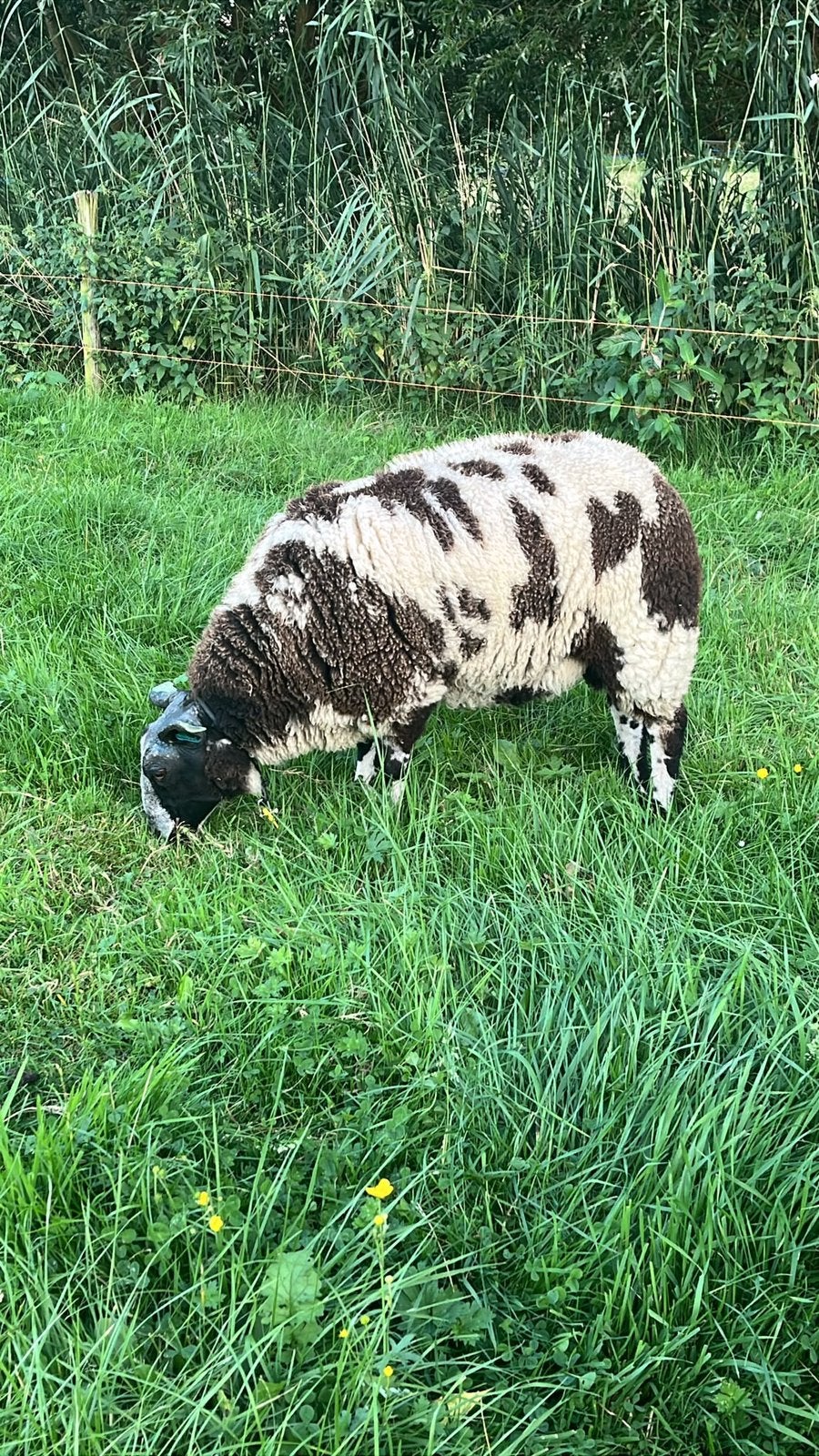 Stamboek bonte schapen, Dieren en Toebehoren, Vrouwelijk, Schaap