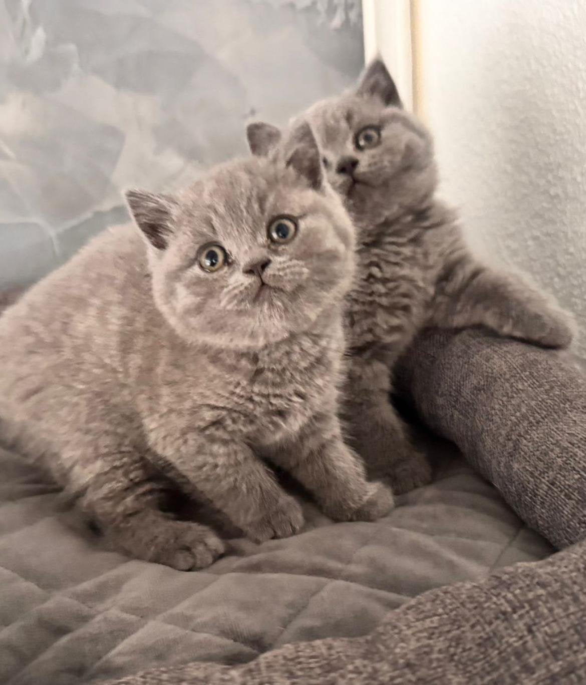 Brits korthaar tabby lilac en grijs, Dieren en Toebehoren, Meerdere dieren, Ontwormd