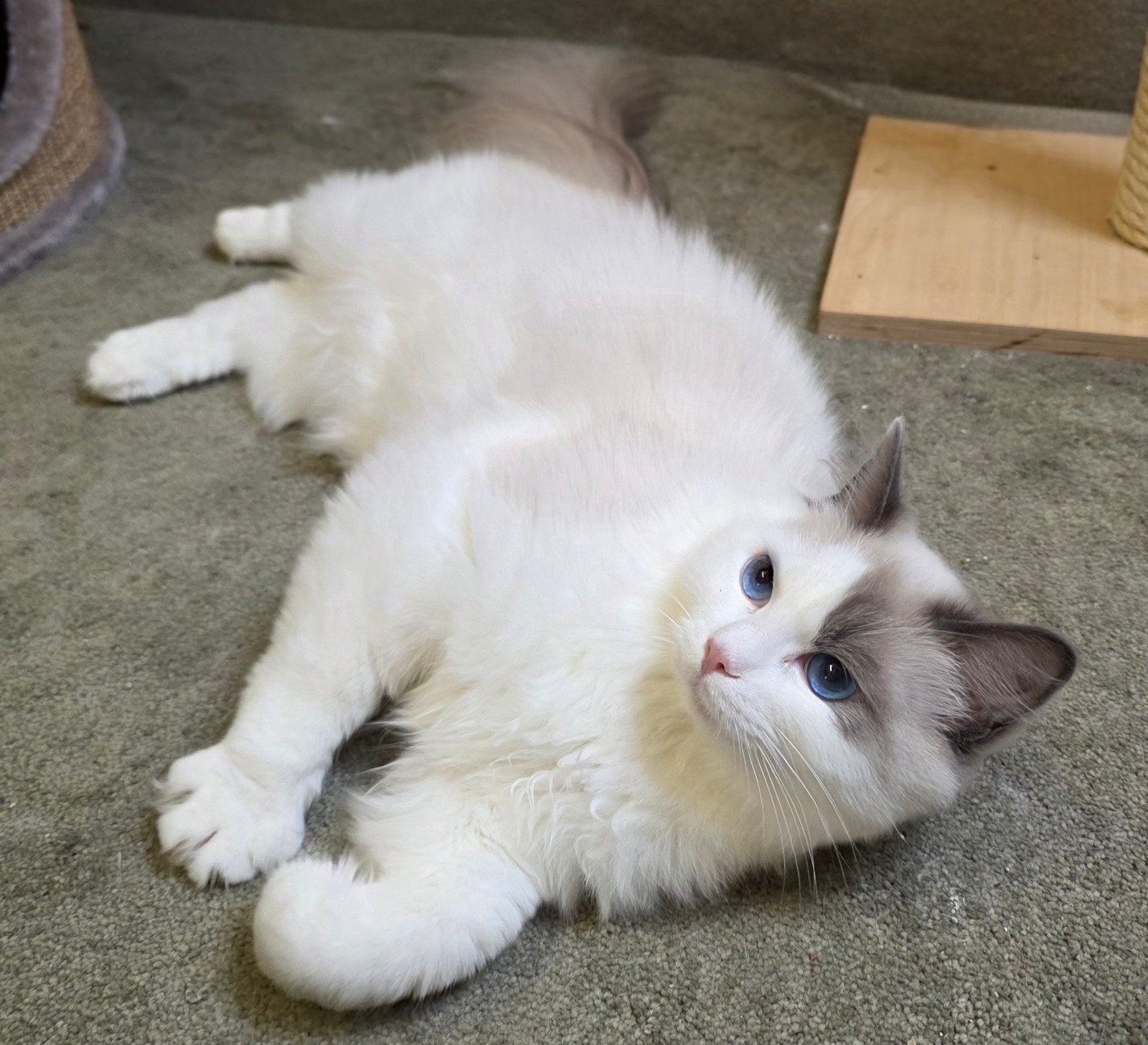 Ragdoll Dekkater tekoop Mooie stamboom !, Dieren en Toebehoren, Kater