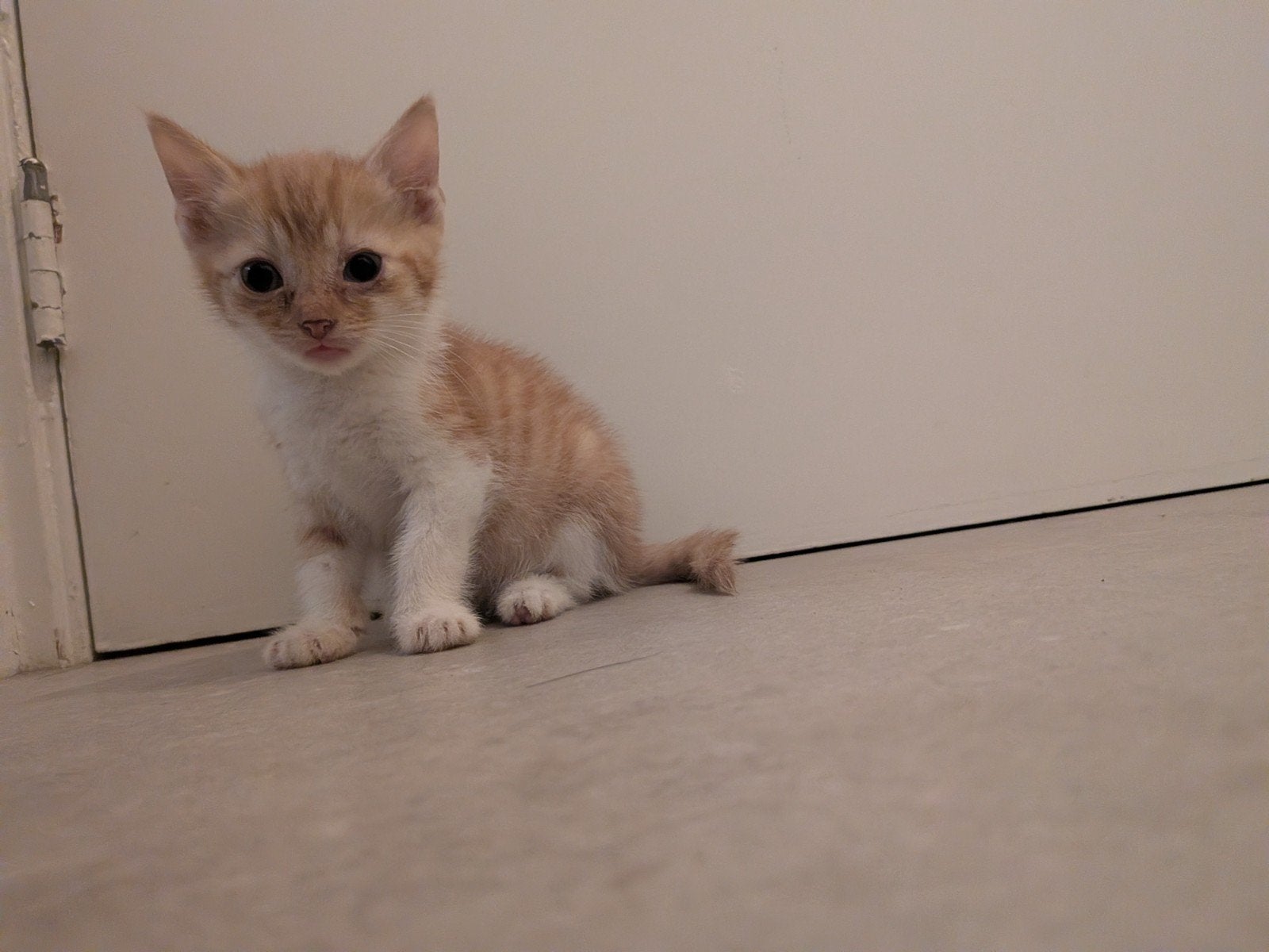 Lieve boerderij kittens