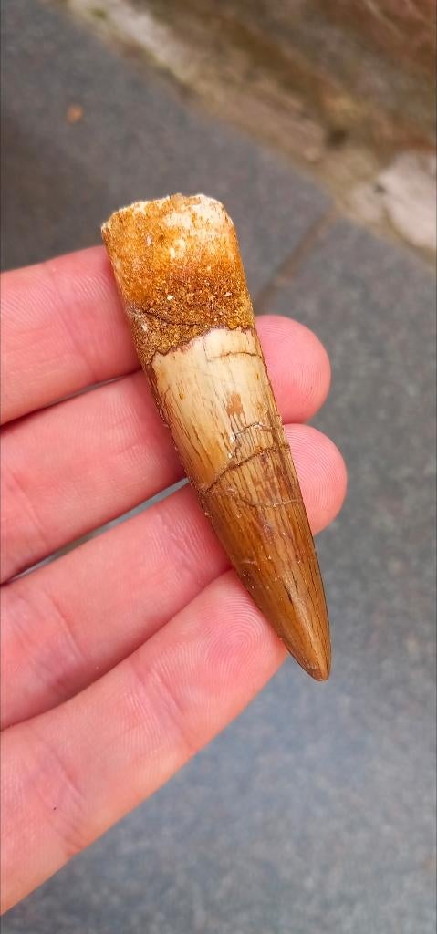 Top Spinosaurus tand uit Kem Kem, Marokko dinosaurus fossiel, Ophalen of Verzenden, Fossiel