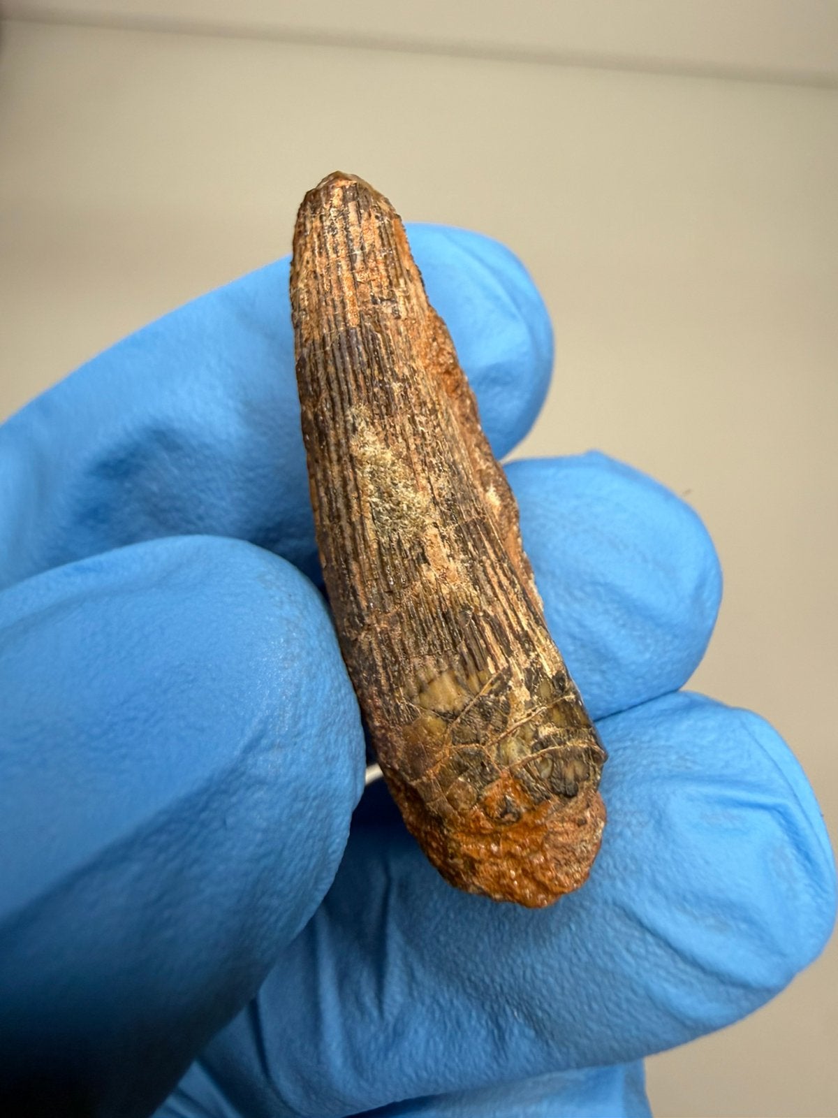 Ichthyovenator tand (zeldzaam), Ophalen of Verzenden, Fossiel