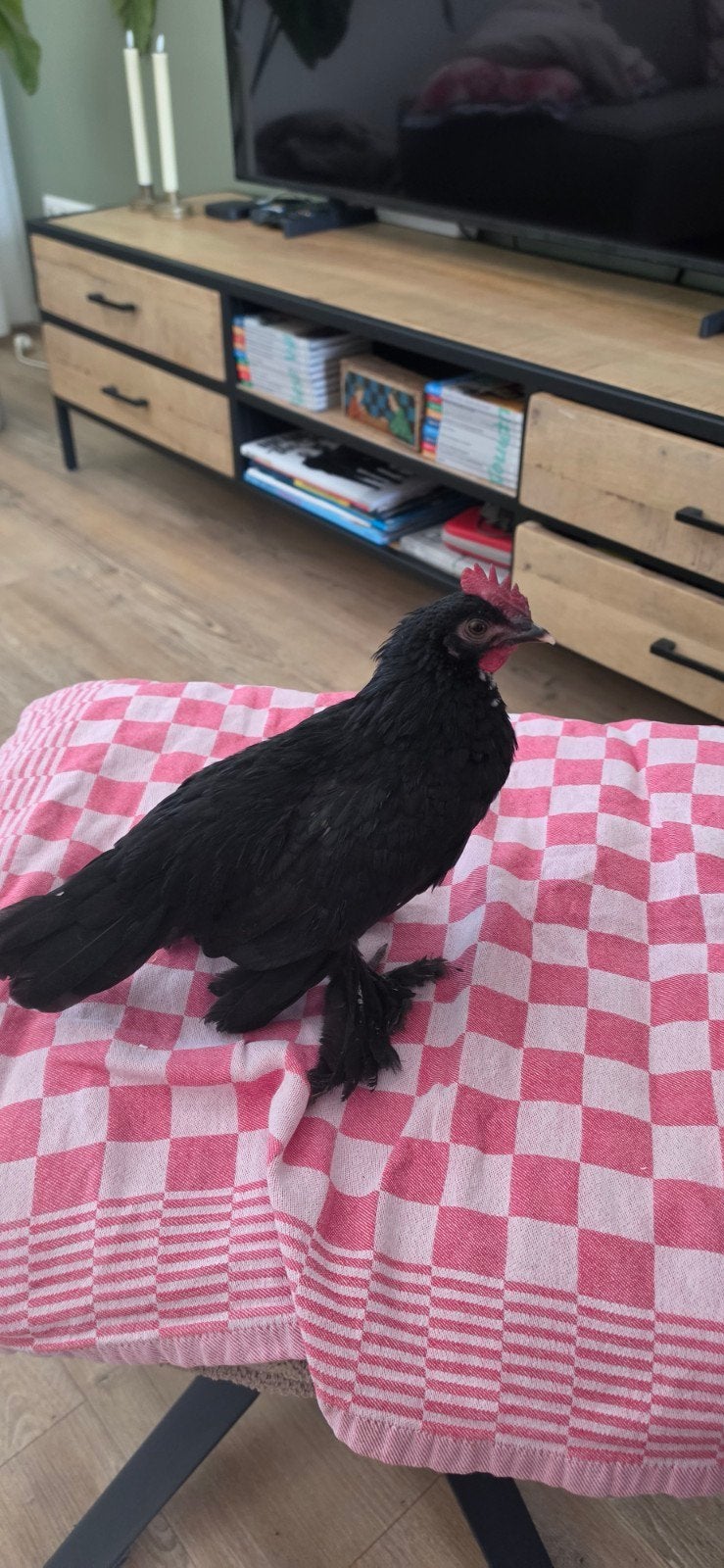 Sabelpoot Kriel Gratis, Dieren en Toebehoren, Pluimvee, Mannelijk
