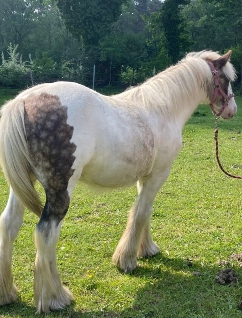 Irish cob merrie te koop, Dieren en Toebehoren, Merrie, Minder dan 160 cm, Met stamboom, 0 tot 2 jaar