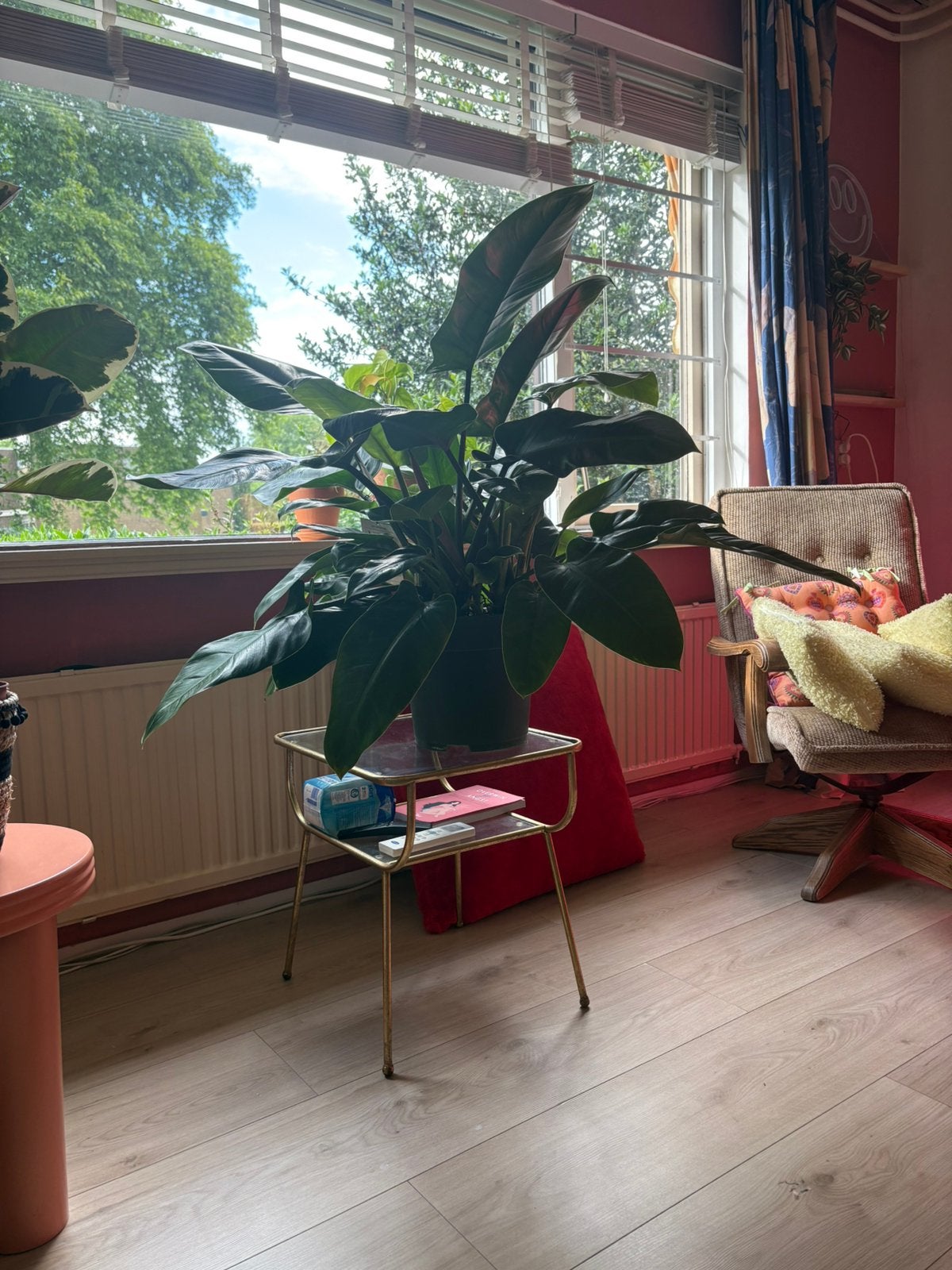 Grote philodendron, Huis en Inrichting, Kamerplanten, Ophalen, Halfschaduw, Minder dan 100 cm