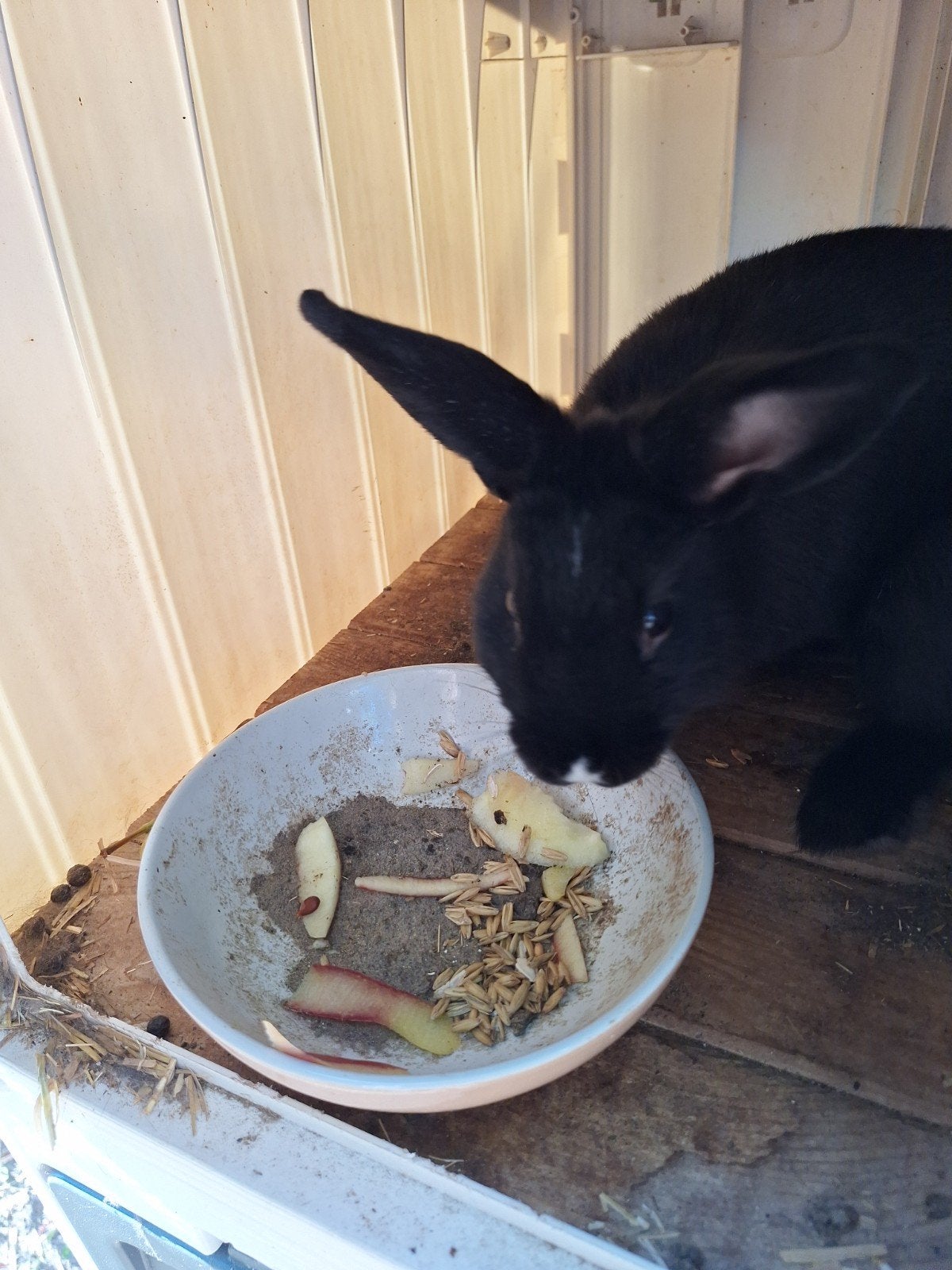 Lief Mannetje te koop, Dieren en Toebehoren, Konijnen, Mannelijk, Middelgroot, 0 tot 2 jaar
