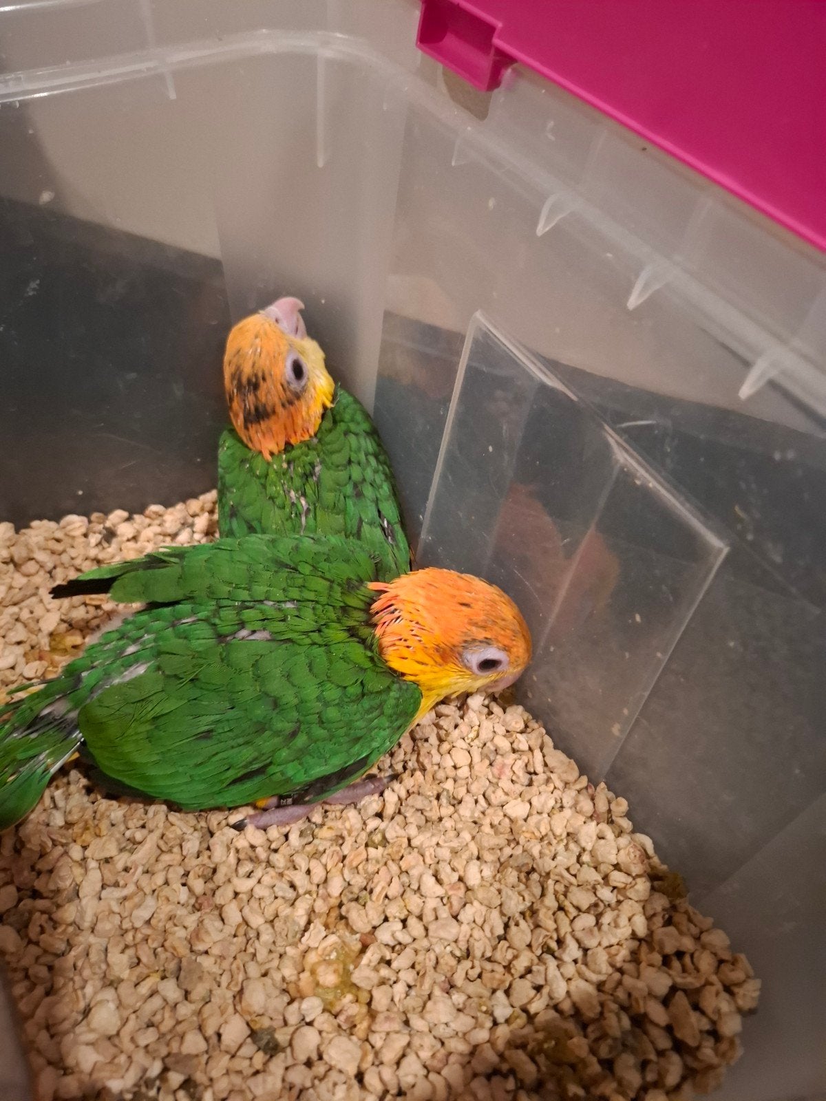 Baby roestkop Caique, Geslacht onbekend, Papegaai, Geringd
