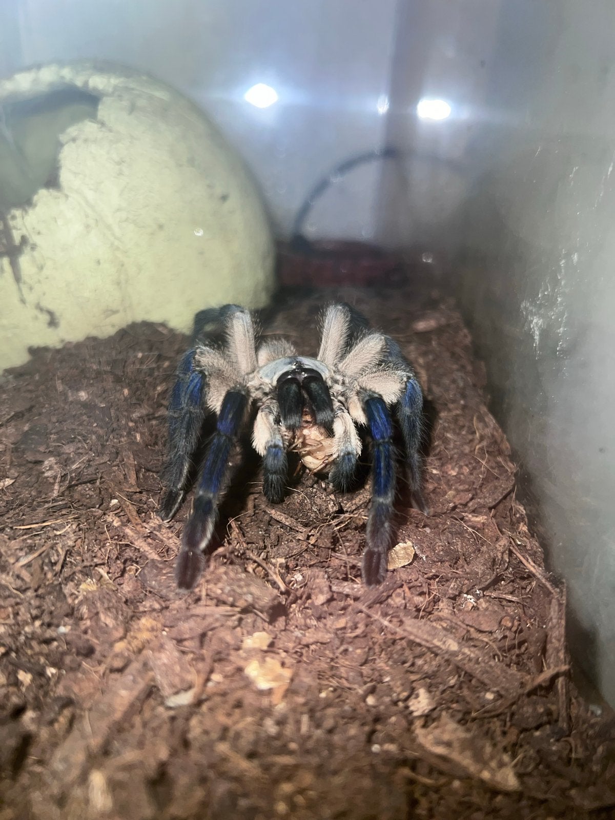 Blue Baboon Tarantula with beautiful in closure