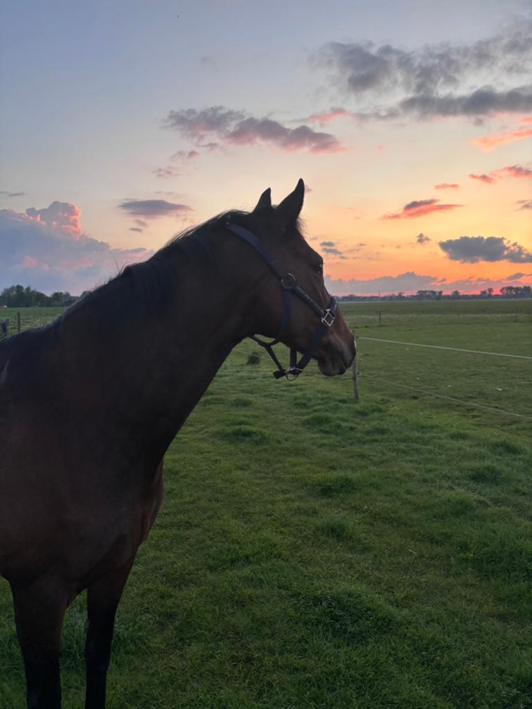 Verzorger gezocht voor een hele lieve e-pony, Ophalen of Verzenden, Springen