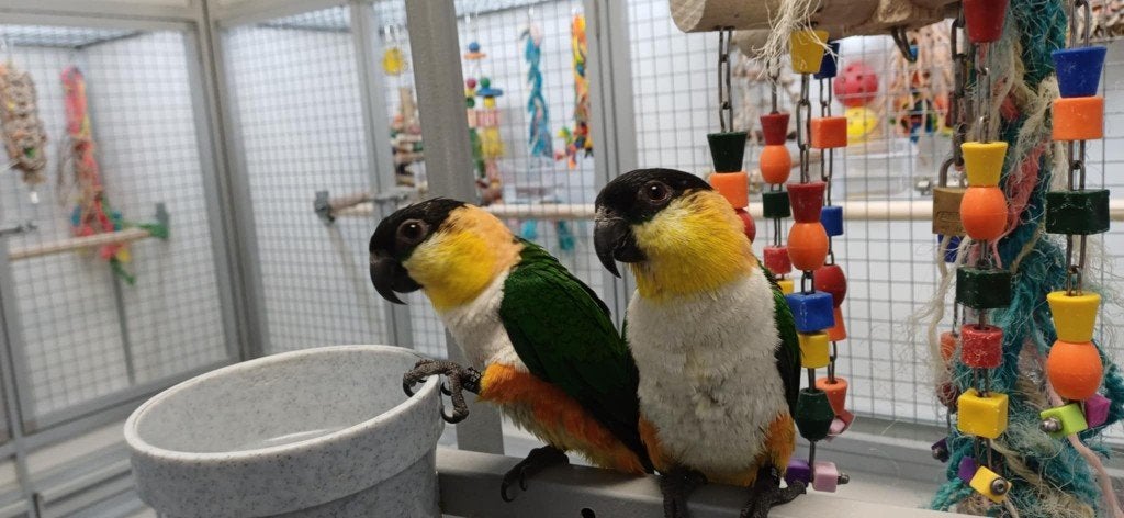 zwartkopcaique, Dieren en Toebehoren, Vogels | Parkieten en Papegaaien, Meerdere dieren, Papegaai, Geringd