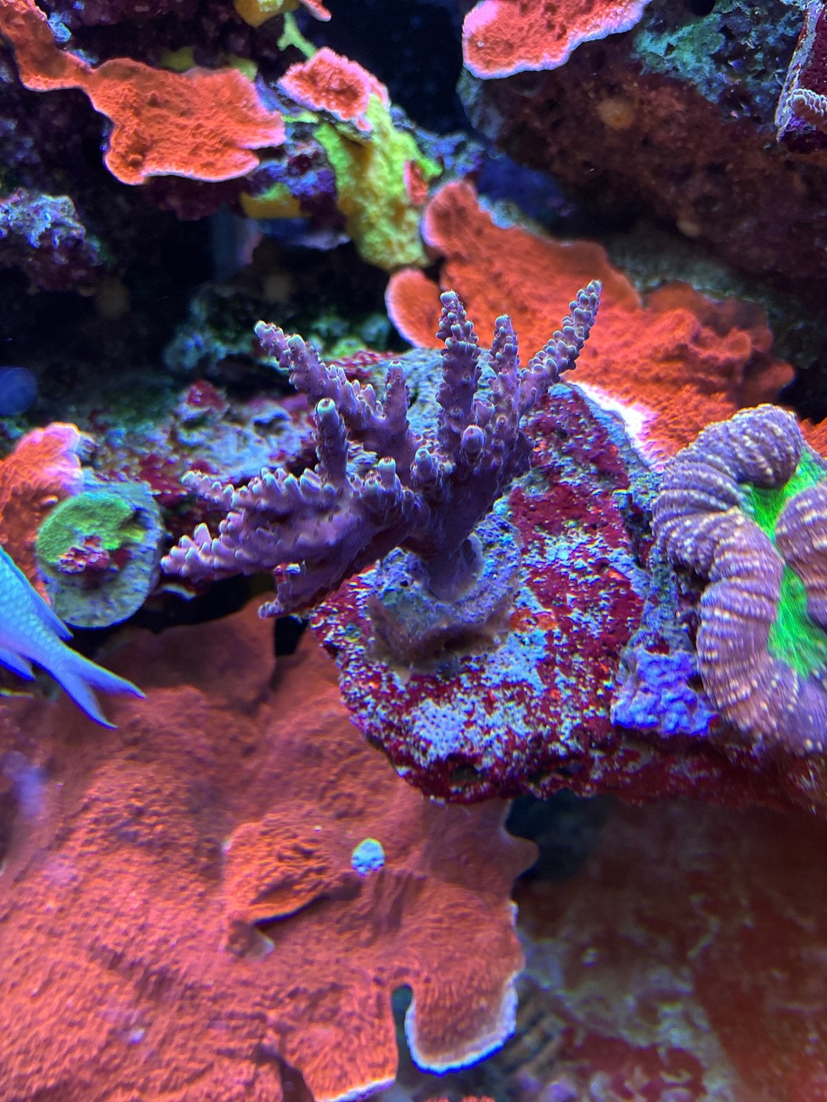 Acropora koraal zeeaquarium, Dieren en Toebehoren, Vissen | Aquariumvissen, Overige typen