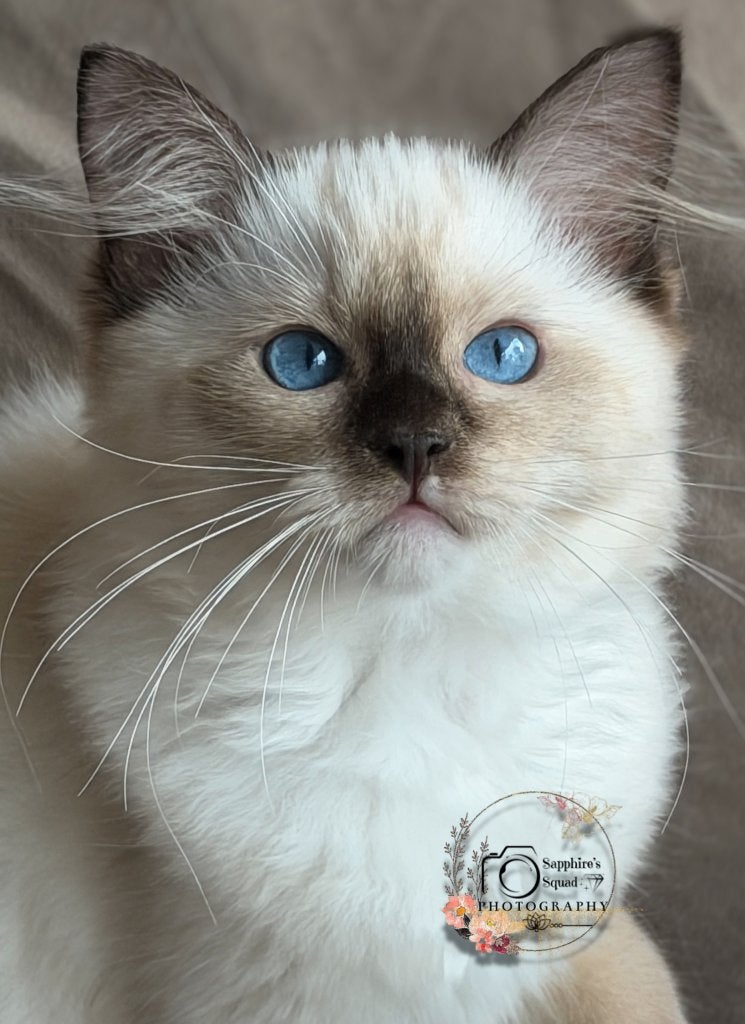Ragdoll kittens met stamboom en geteste ouders, Meerdere dieren, Met stamboom, 0 tot 2 jaar