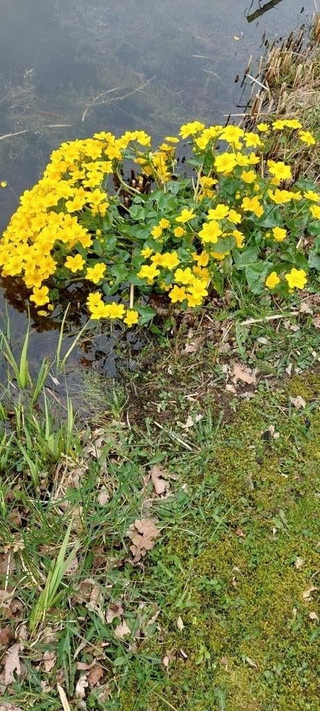 Gele Doterbloem - Vijverplant voor een kleurrijke vijver, Tuin en Terras, Ophalen, Nieuw