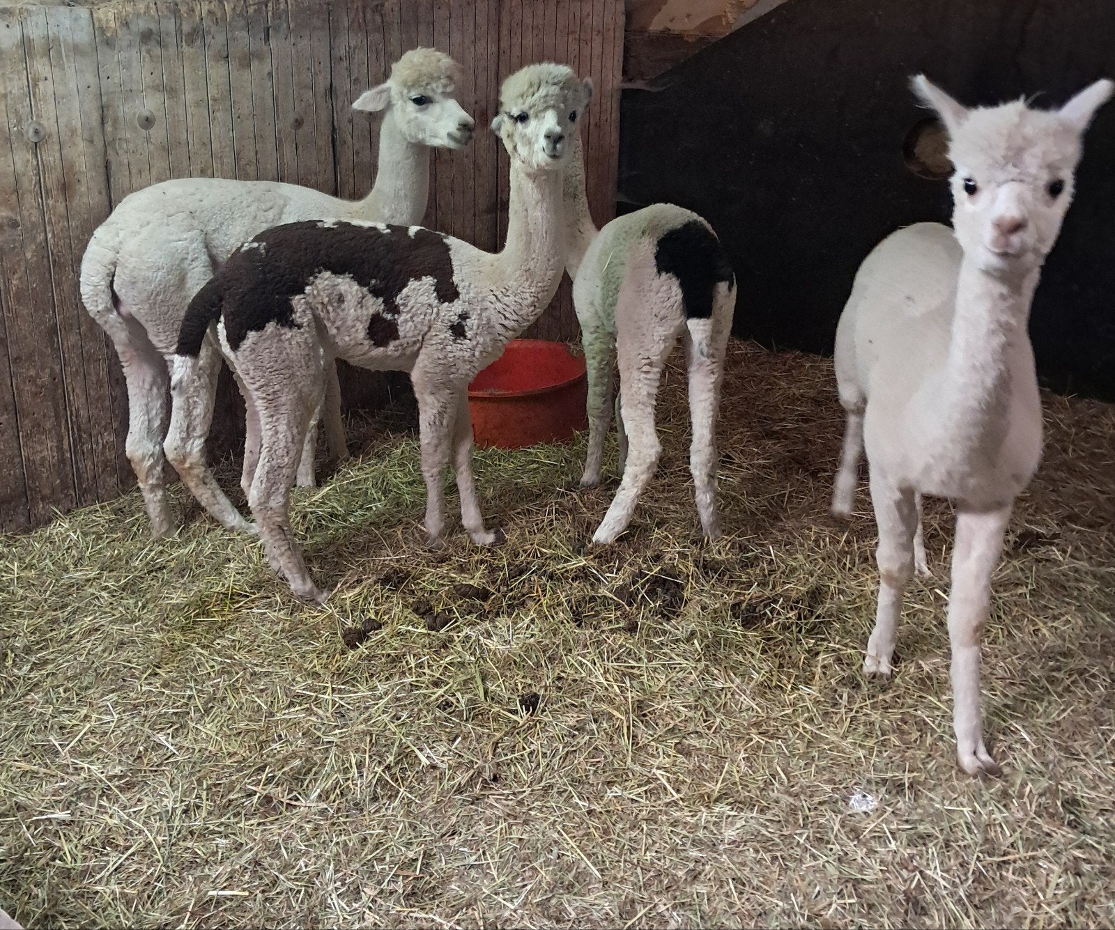 4 alpaca, Mei, Meerdere dieren