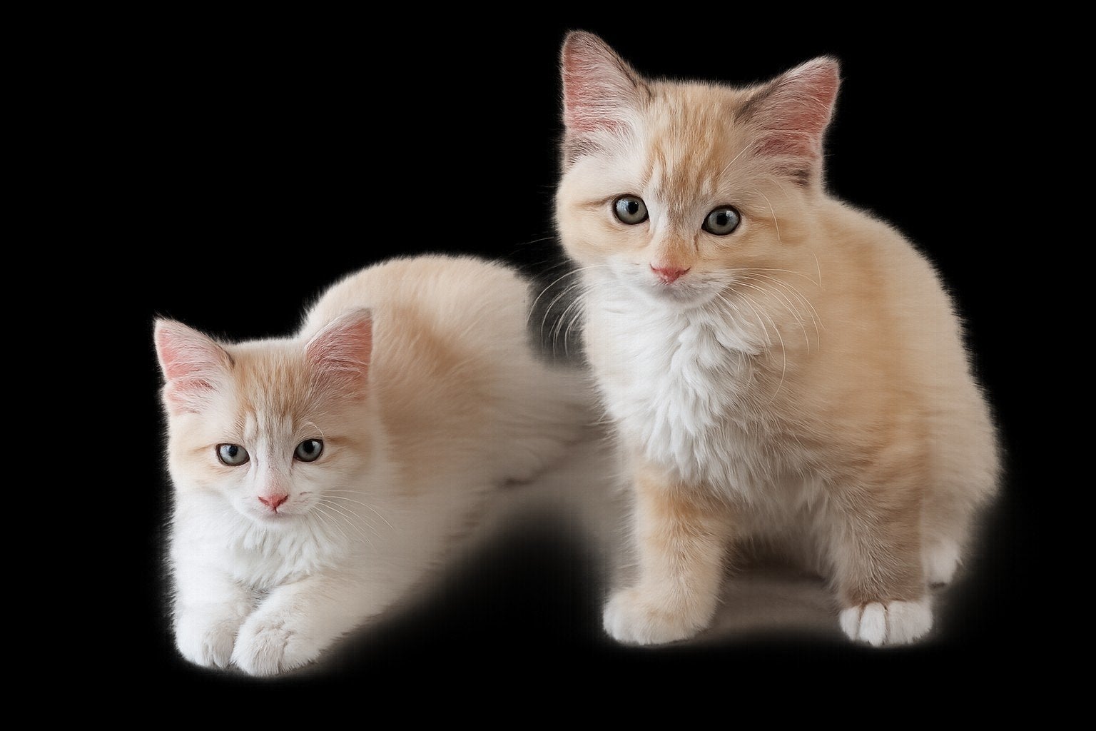 Super lieve Ragdoll kittens. (sepia,chocolate, fawn, red,..), Meerdere dieren, Gechipt, 0 tot 2 jaar