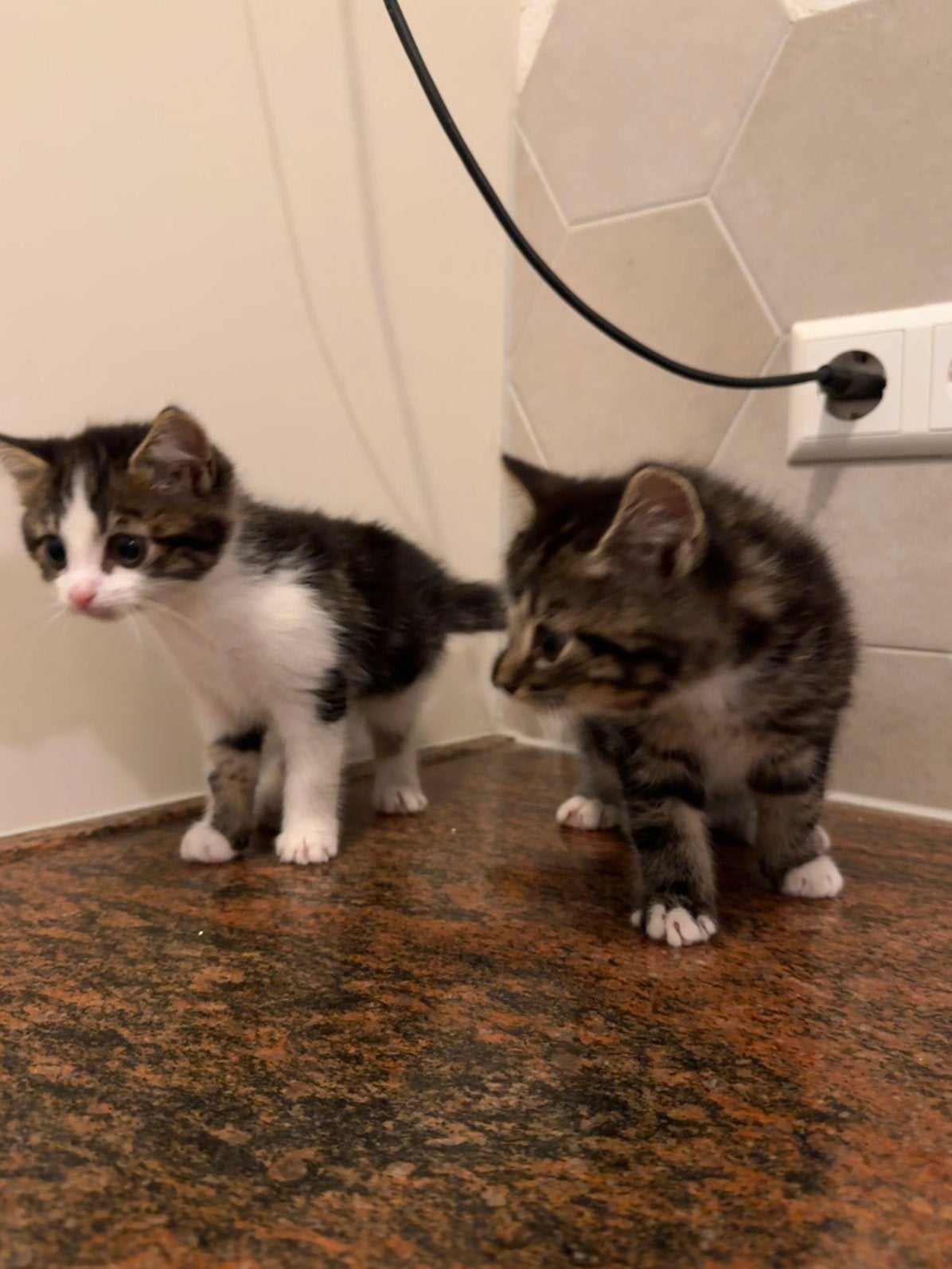 Lieve, sociale kittens zoeken een gouden mandje!, Meerdere dieren