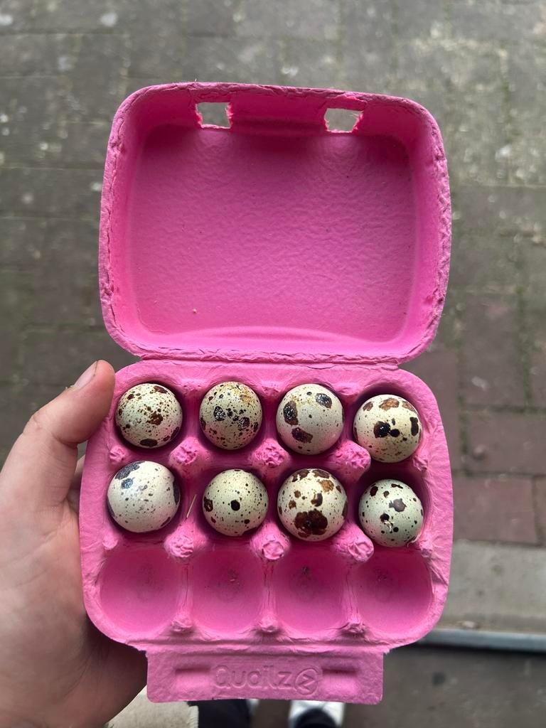 Japanse kwartel broedeieren, Dieren en Toebehoren, Pluimvee, Geslacht onbekend, Kip