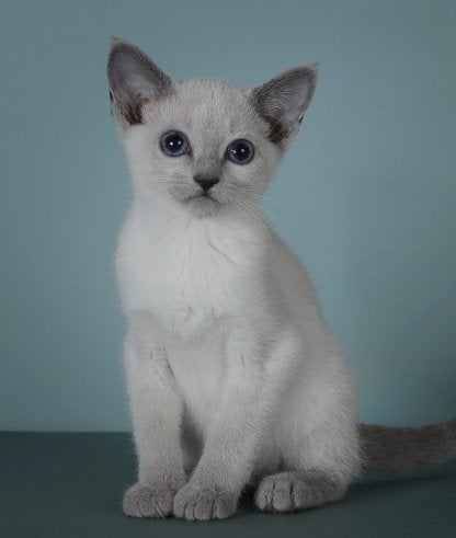 Gezocht: Blue Point Blauwe Rus kitten, Dieren en Toebehoren, Januari, Vrouwelijk