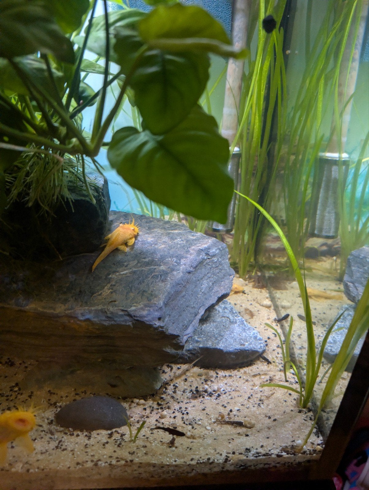 fish