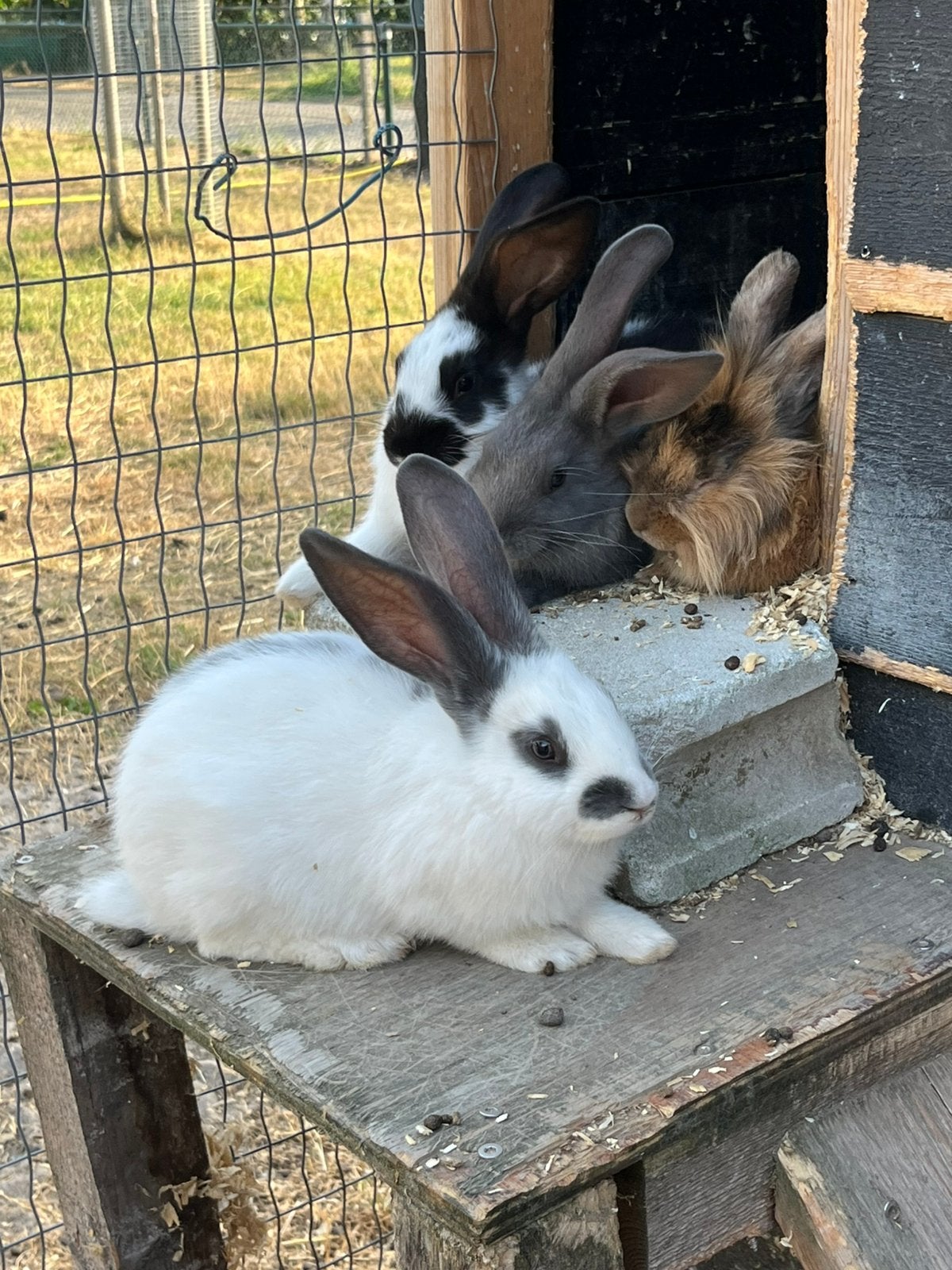 Te koop lotharinger konijnen, Meerdere dieren, Groot, 0 tot 2 jaar