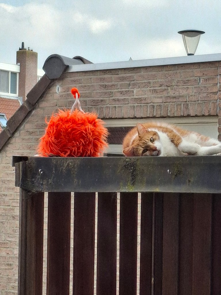 Vermist Boris, Kat