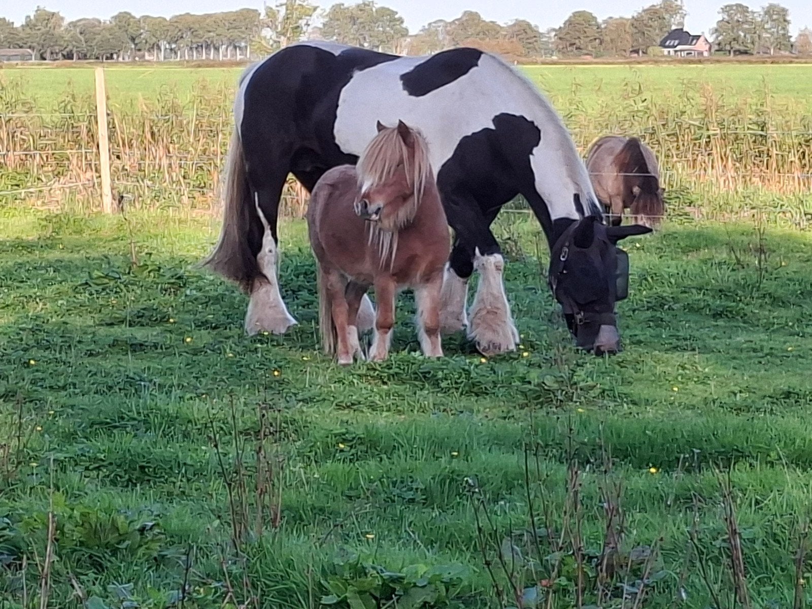 Mooie shetlanders te koop,  drachtige merrie en ruin, Dieren en Toebehoren, Meerdere dieren, A pony (tot 1.17m), Gechipt, 3 tot 6 jaar