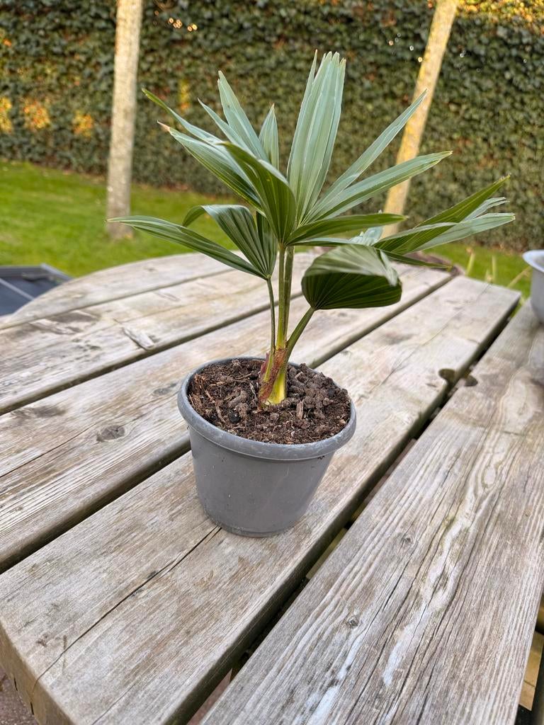 Palmboom - winterhard - TRACHYCARPUS, Tuin en Terras, Planten | Tuinplanten, Vaste plant, Overige soorten, Volle zon, Bloeit niet