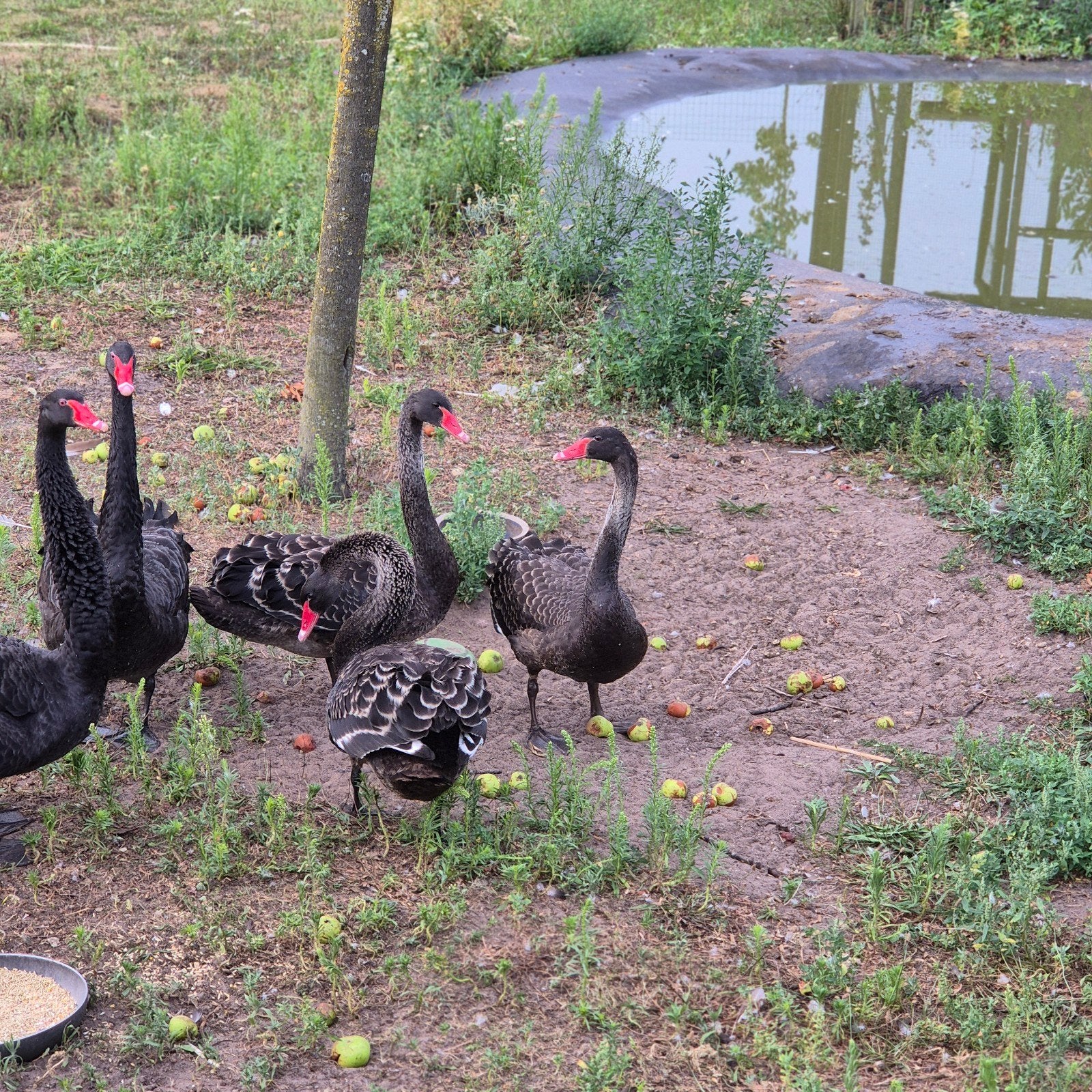 3 mooie jonge zwarte zwanen 4 mnd oud, Meerdere dieren, Kip