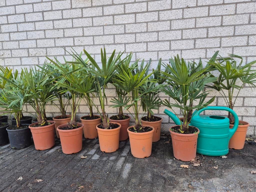 Palmboom Trachycarpus Fortunei chinese waaierpalm palm boom, Lente, Minder dan 100 cm, Palmboom, Ophalen