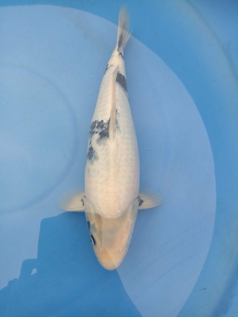 Shiro utsuri koi, Dieren en Toebehoren, Karper of Koi