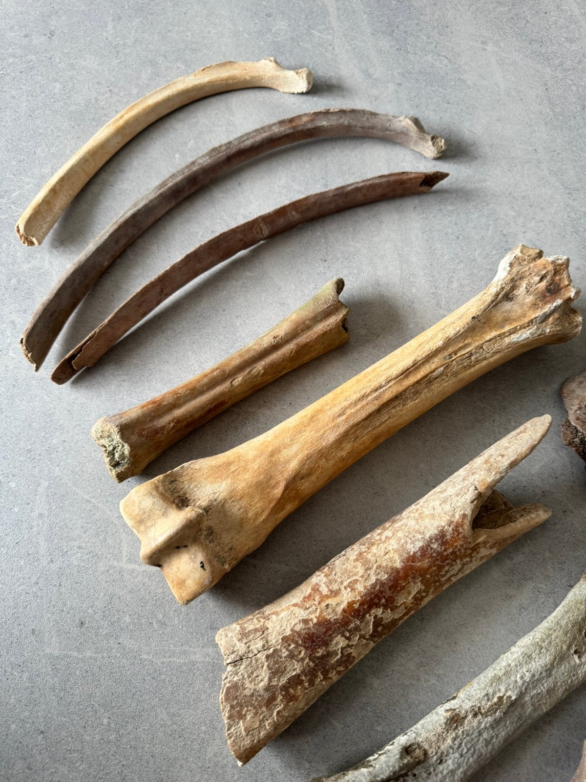 Botten ribben wervel fossiel, Verzamelen, Mineralen en Fossielen, Verzenden, Fossiel