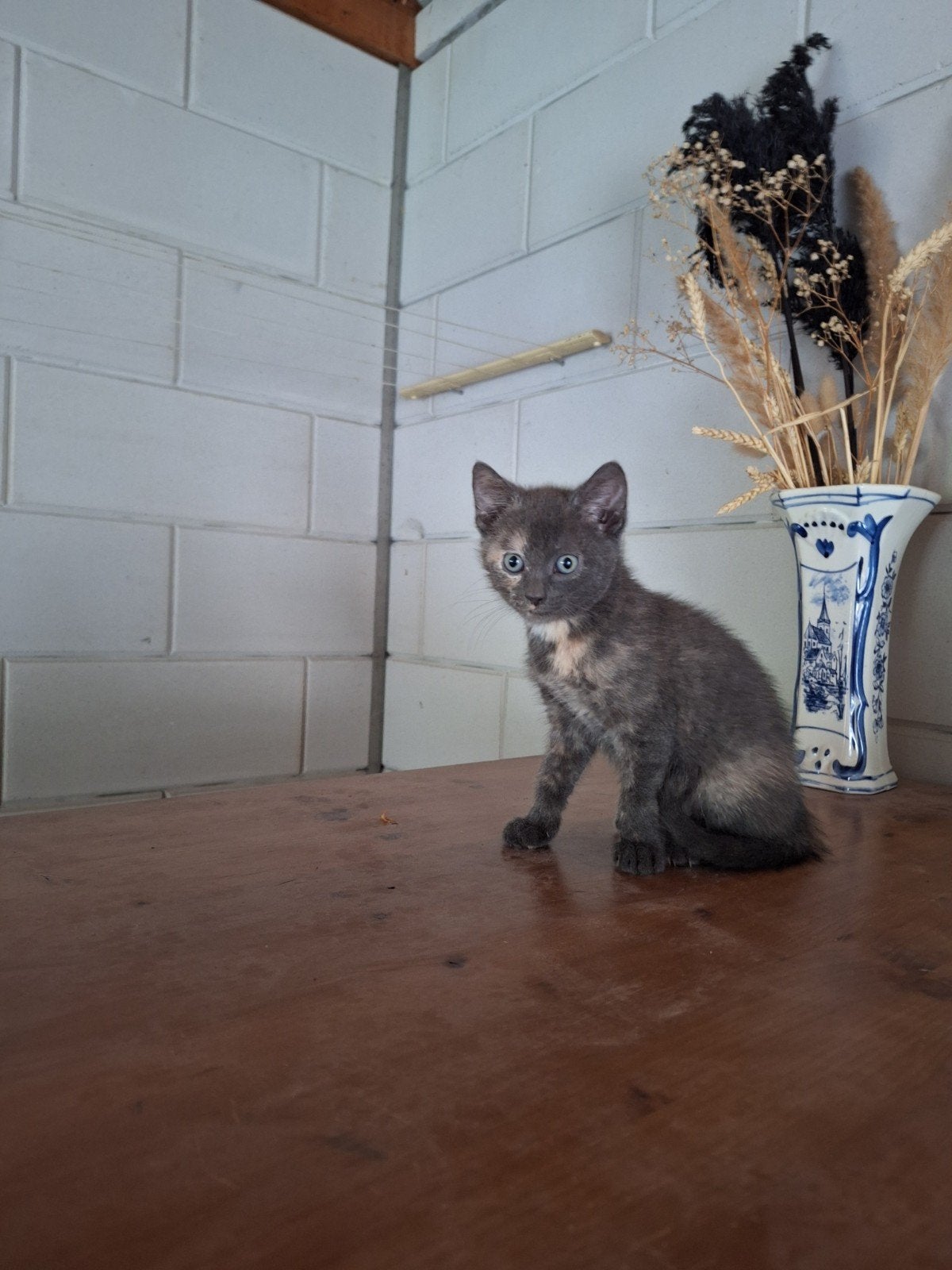 Boerderijkittens, Poes