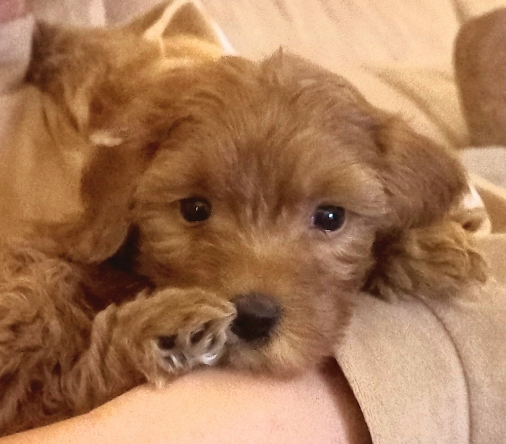 australian labradoodle pups, Parvo, Overige rassen, 8 tot 15 weken, Meerdere