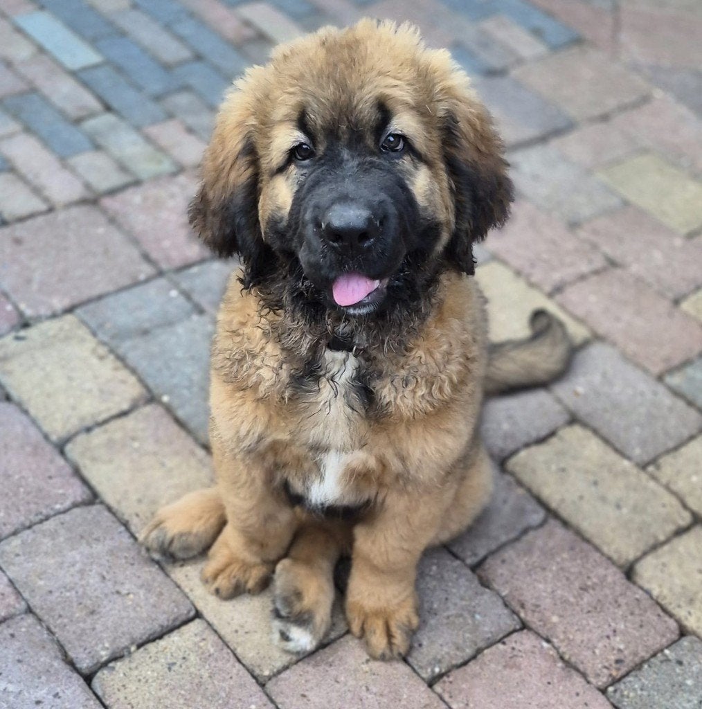 1 teefje 11 weken oud tibetaanse mastiff x leon berger pup, 8 tot 15 weken, Groot, Meerdere, Meerdere dieren