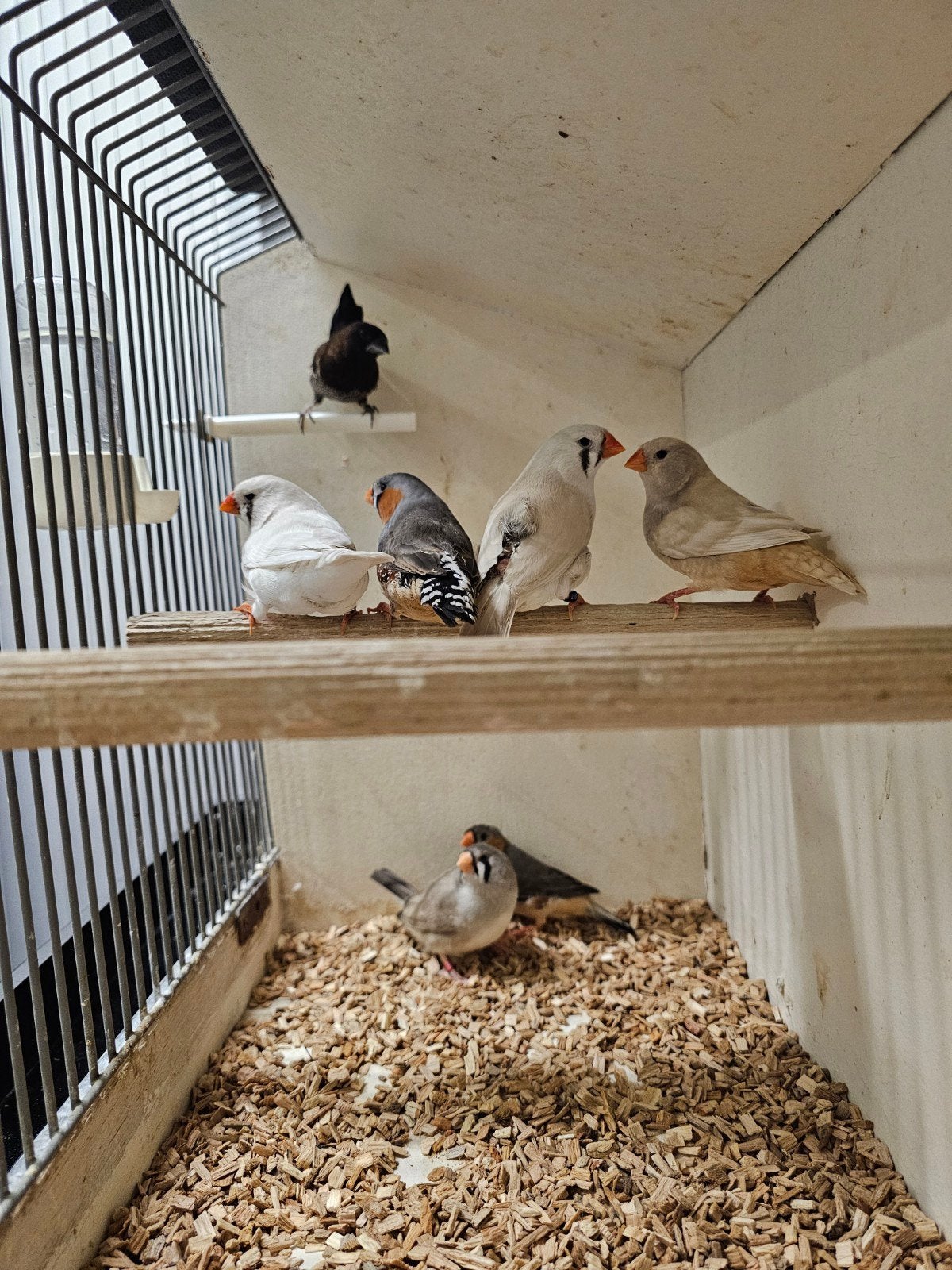 Te koop: diverse tropische vogels, Meerdere dieren, Tropenvogel, Geringd