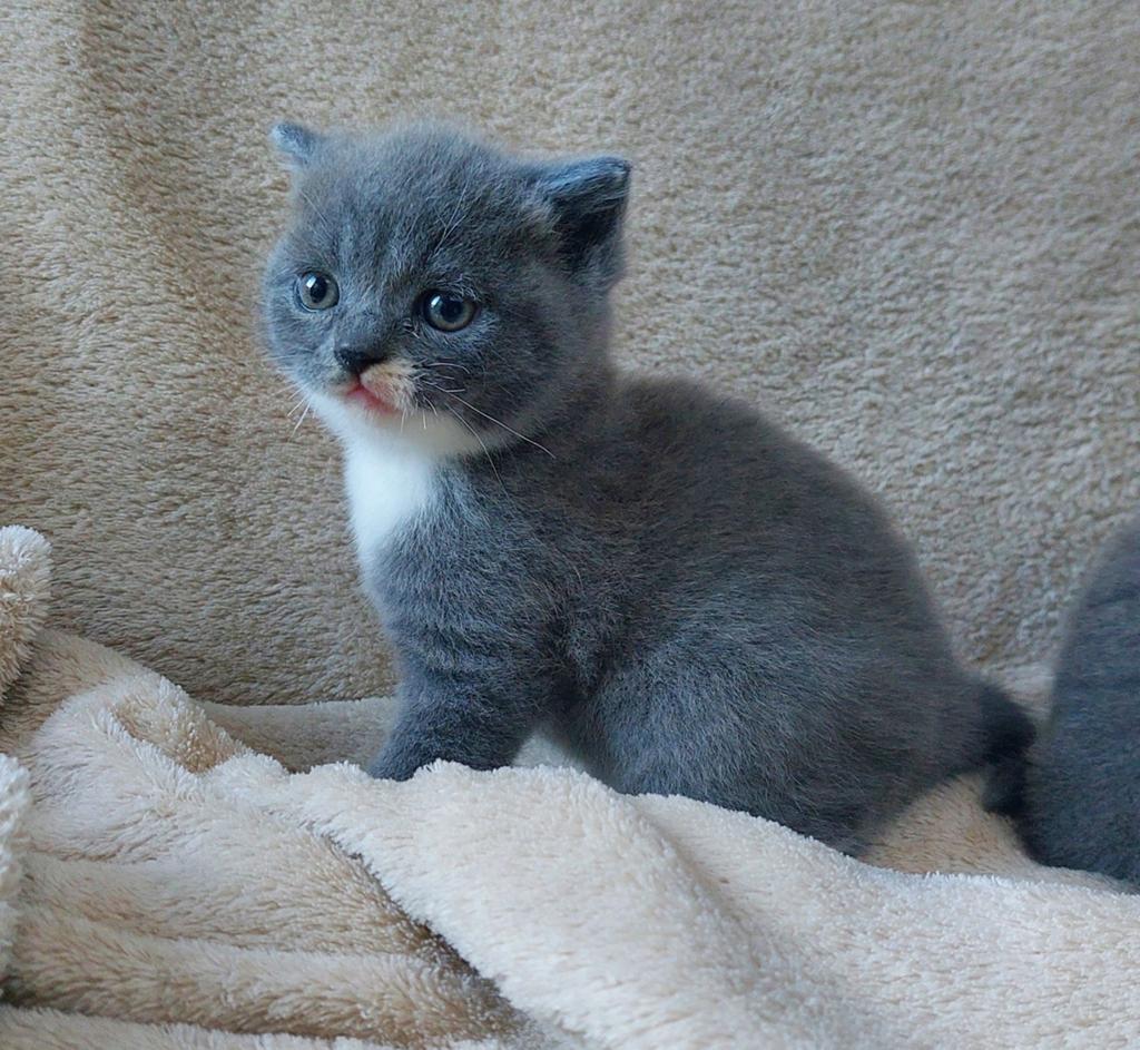 Blauwe rus X Britse korthaar kittens, Meerdere dieren, Ontwormd, 0 tot 2 jaar