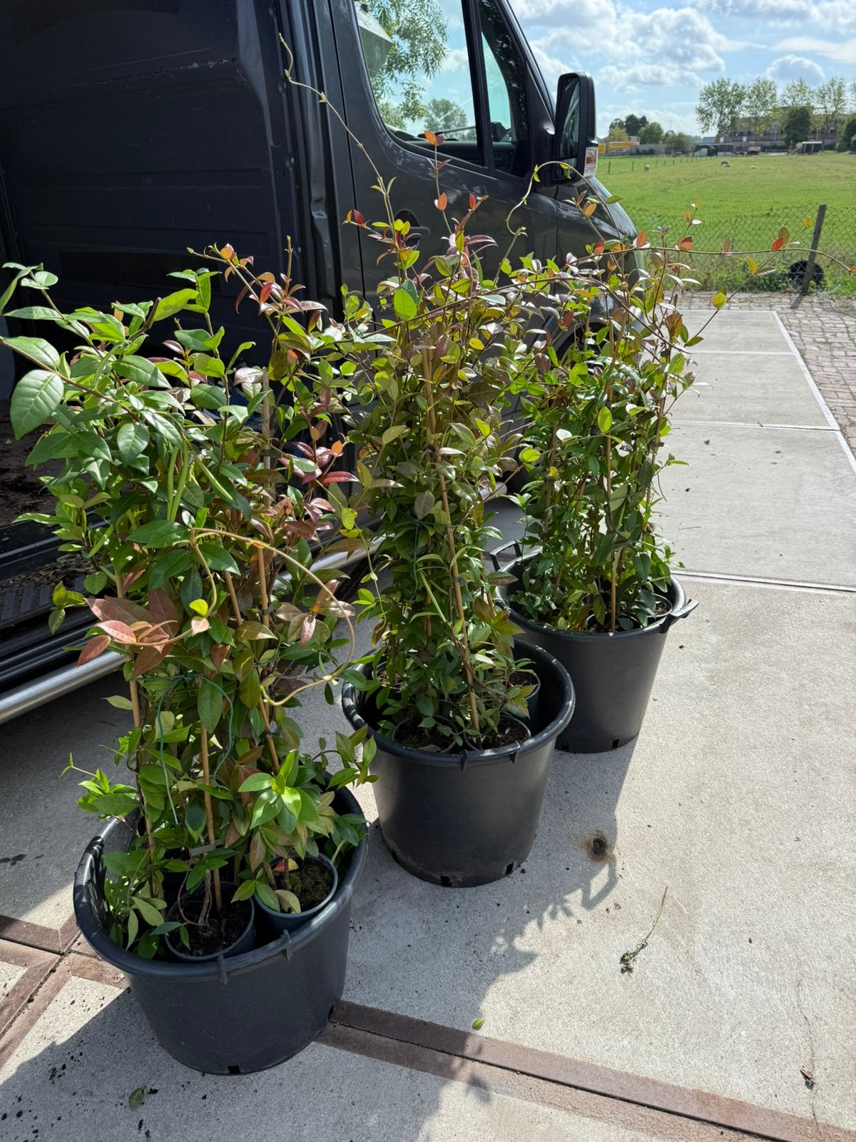 Toscaansr jasmijn ruim 1m in pot + stok partij  pst 5,95, Ophalen, Volle zon, Vaste plant, Klimplanten