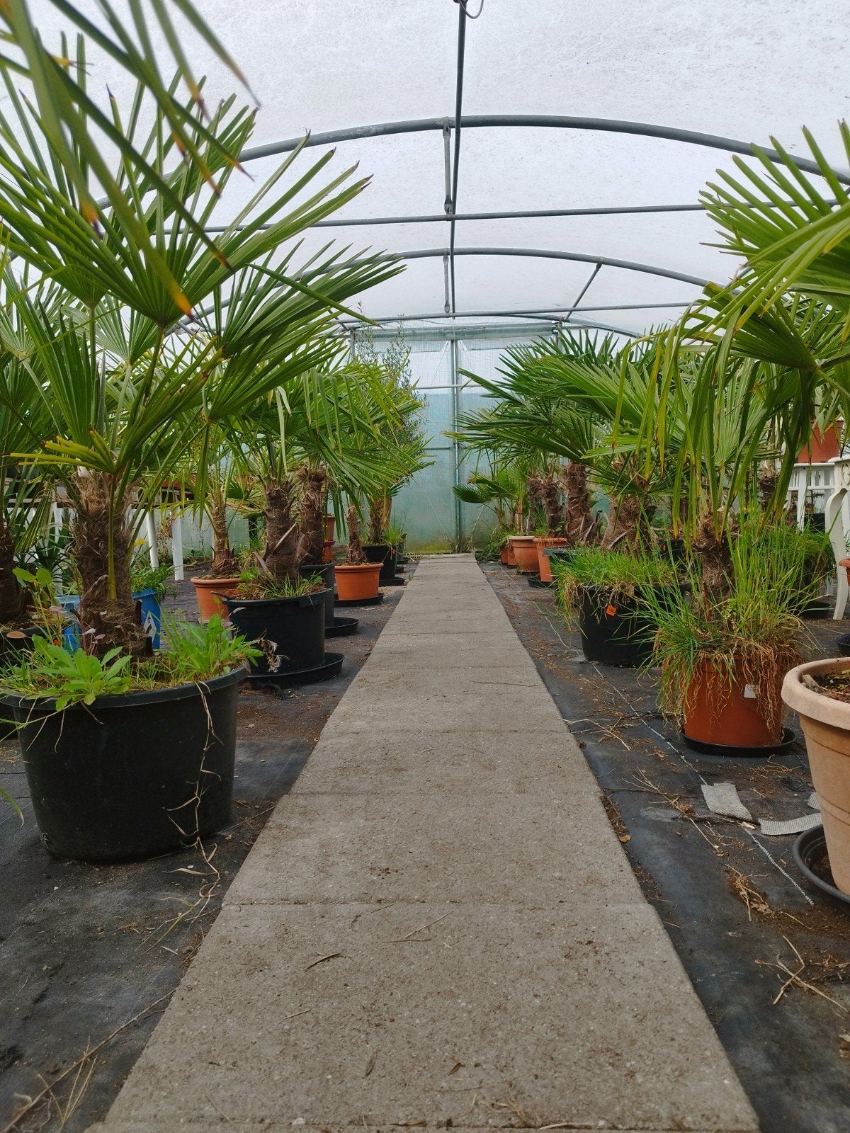 Wintervaste palmbomen yucca's canariensis, Tuin en Terras, Ophalen