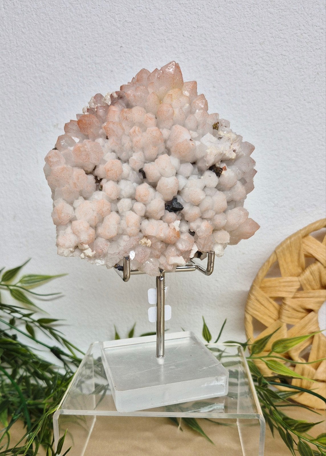 Aardbeienkwarts cluster, Verzenden