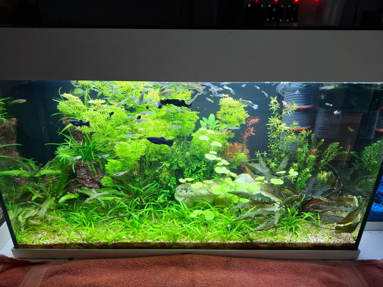 Juwel Rio 125 aquarium wit, Ophalen, Zo goed als nieuw, Gevuld zoetwateraquarium