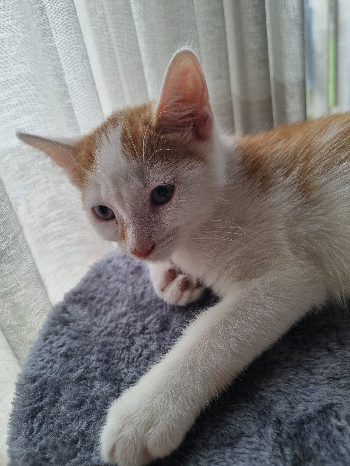 kitten te koop, Dieren en Toebehoren
