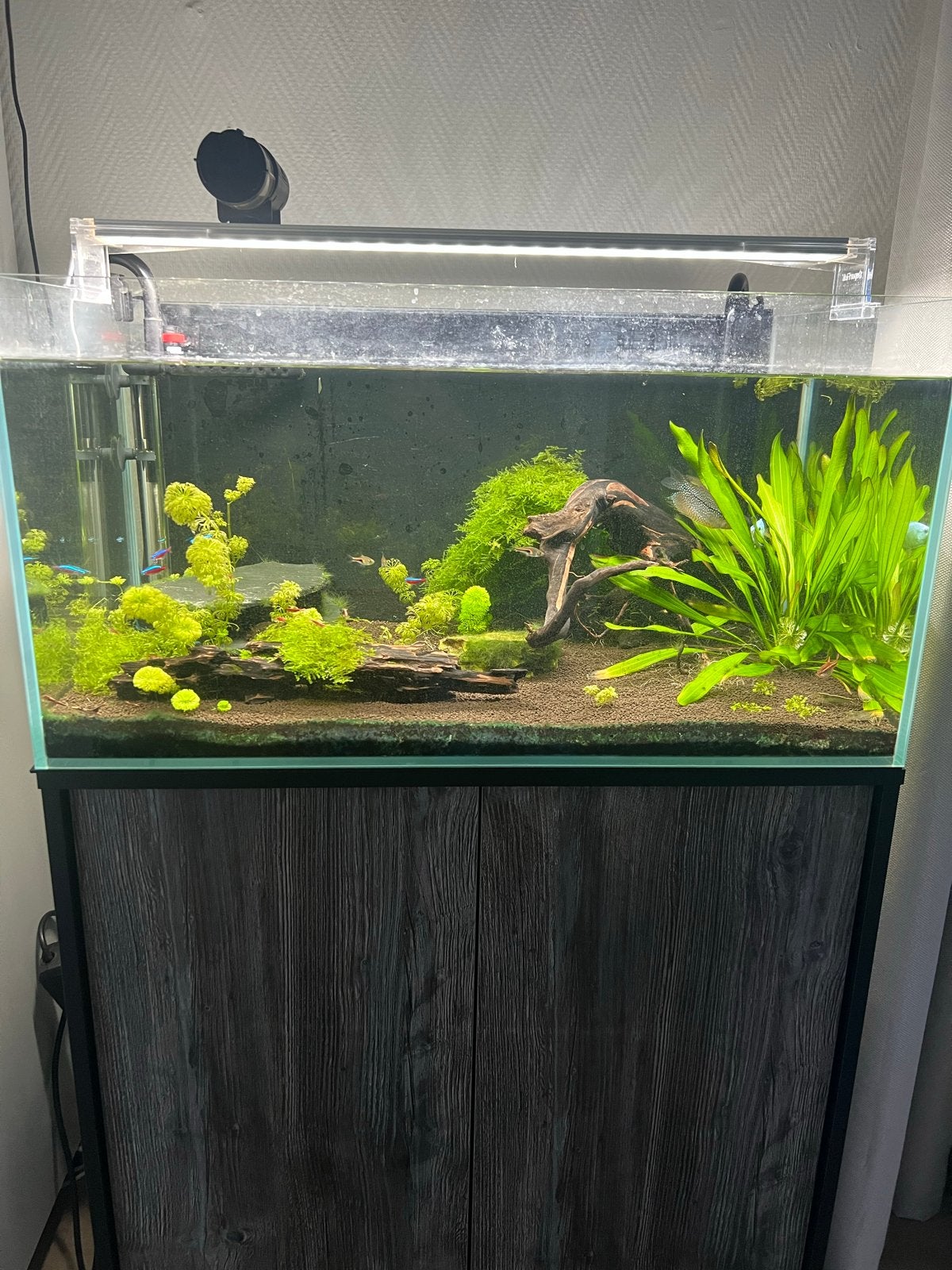 Aquarium met vissen, Ophalen, Gevuld zoetwateraquarium, Superfish, Inclusief vissen