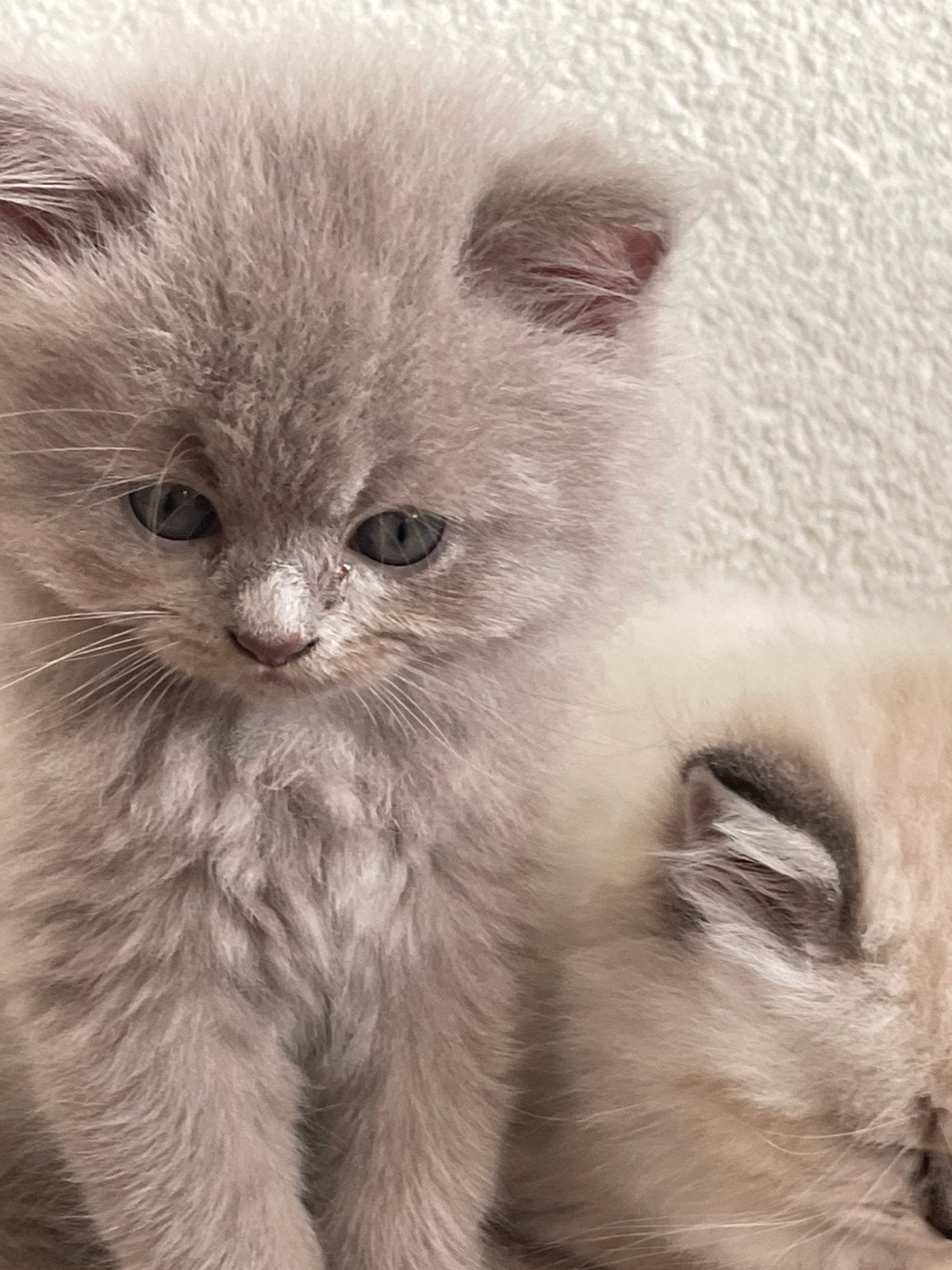 Mooie langhaar kittens, Meerdere dieren, Ingeënt
