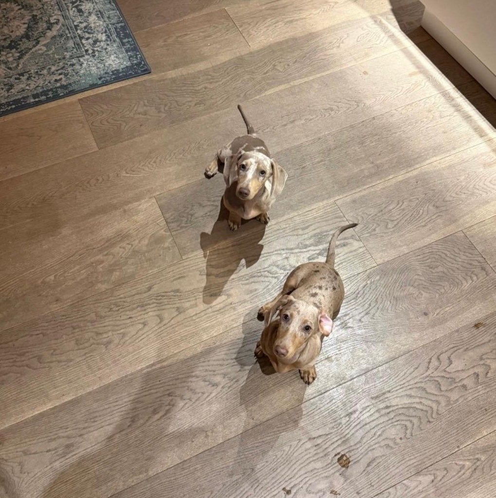 Miniature Stunning Merle/Isabella Dachshund Puppies, Dieren en Toebehoren, Honden | Teckels en Dashonden, 15 weken tot 1 jaar